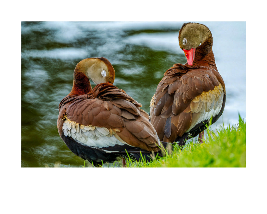 Black-bellied Whistling Duck Wildlife Photography Print | Tiny Desk Photos No. 190