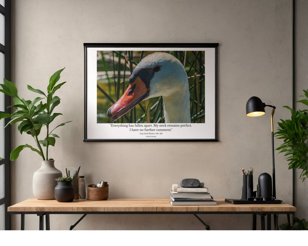 Mute Swan Wildlife Photography Print | Tiny Desk Photos No. 163