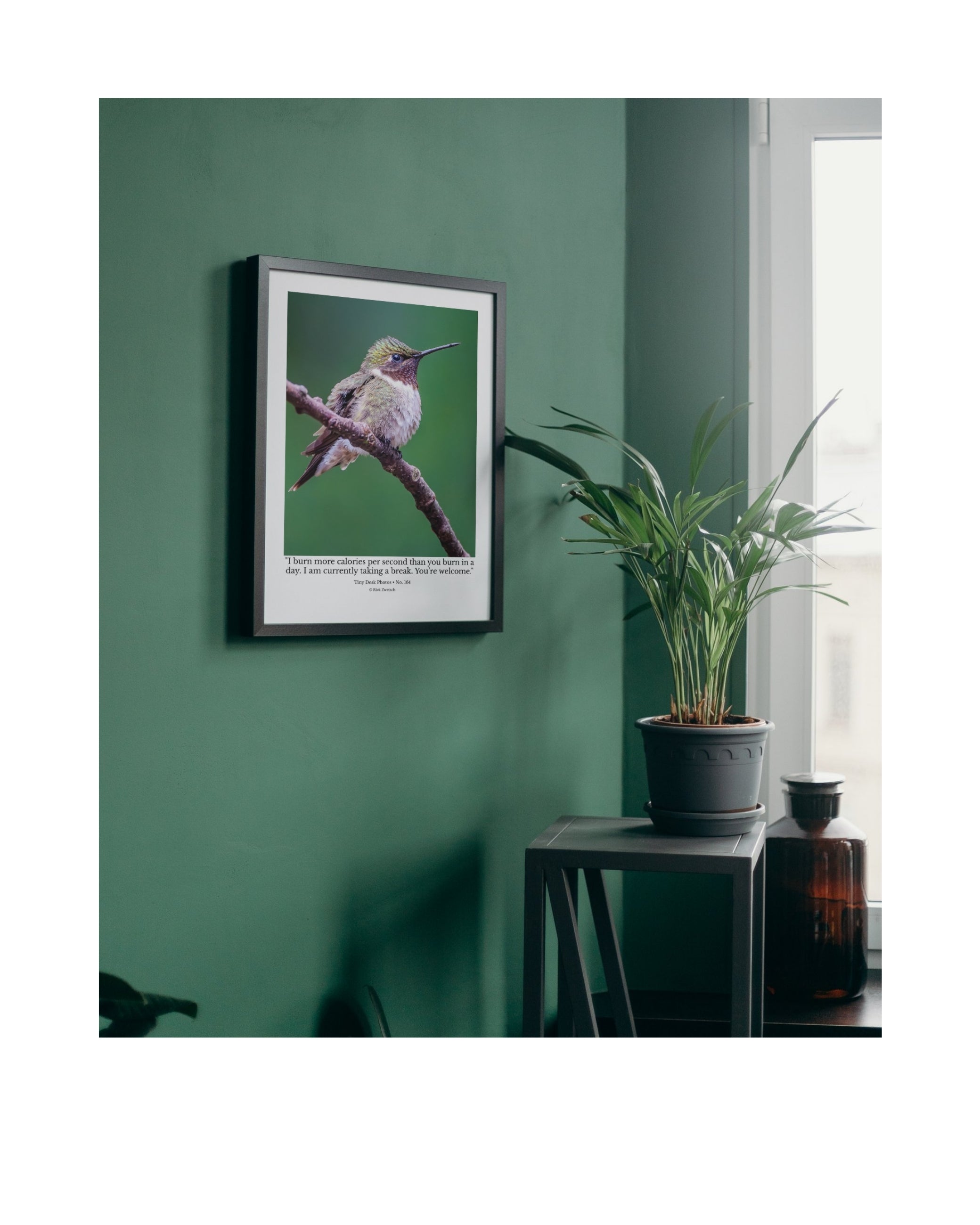 Ruby-Throated Hummingbird Wildlife Photography Print | Tiny Desk Photos No. 164