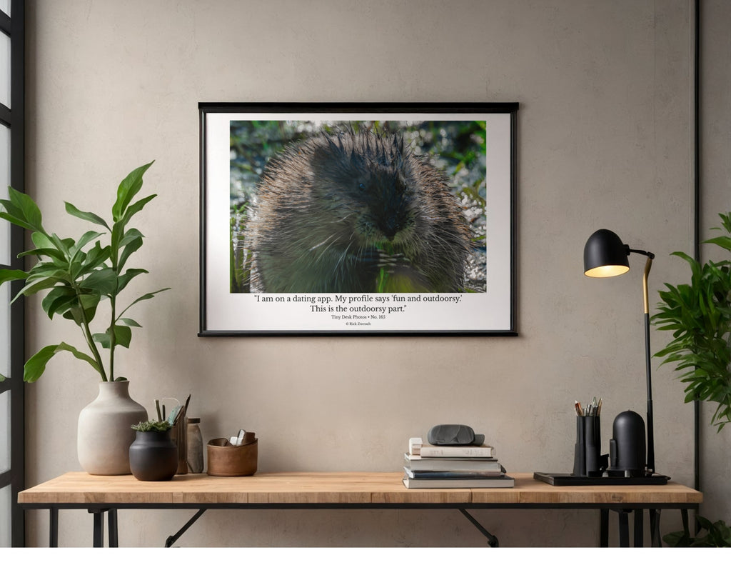 Muskrat Wildlife Photography Print | Tiny Desk Photos No. 165