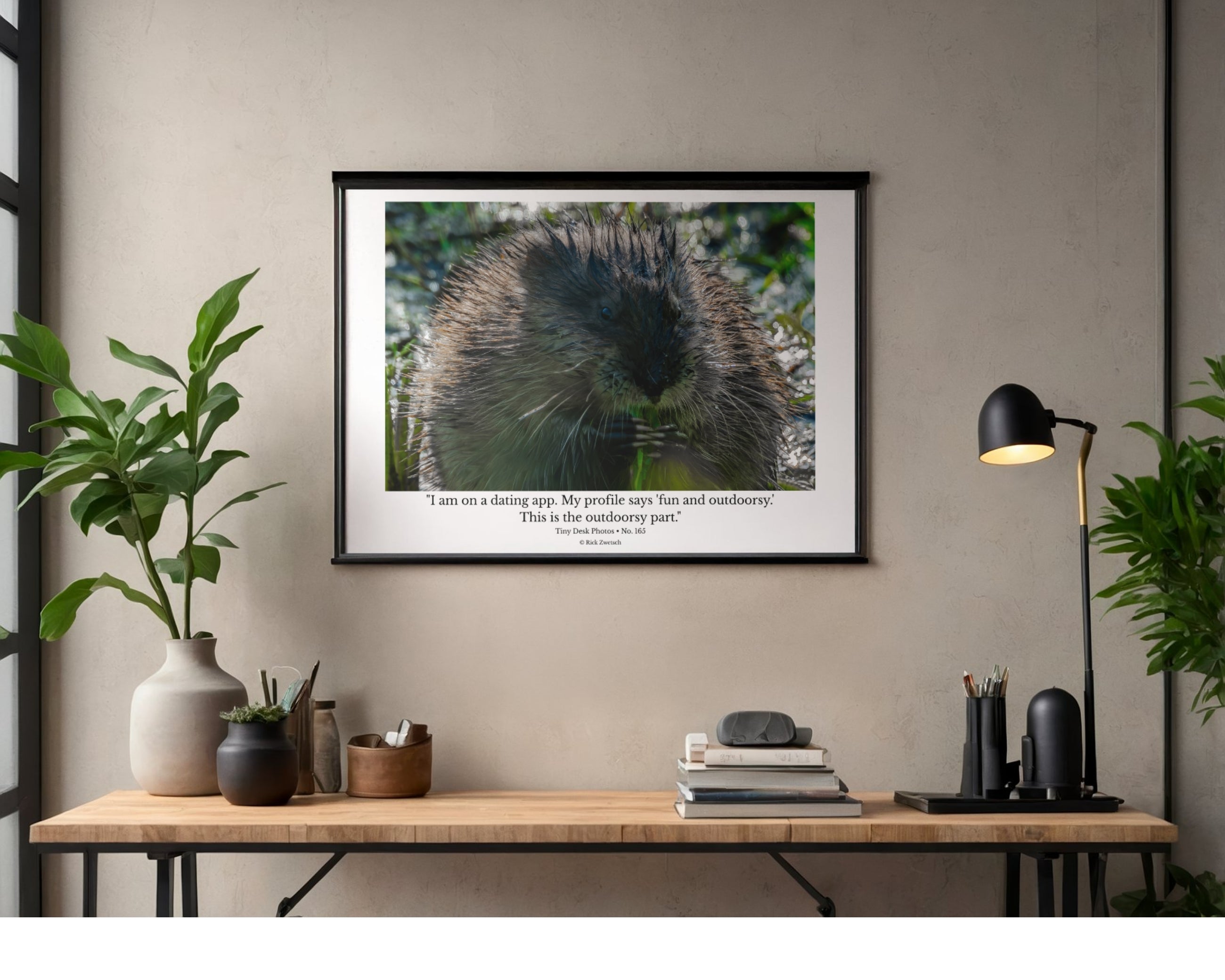 Muskrat Wildlife Photography Print | Tiny Desk Photos No. 165
