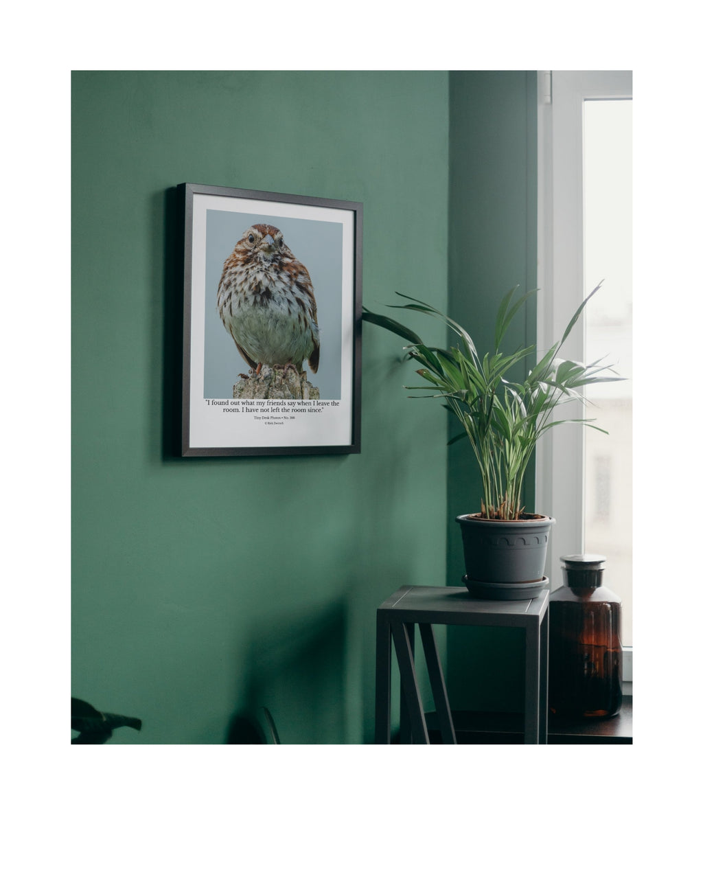 Song Sparrow Wildlife Photography Print | Tiny Desk Photos No. 166