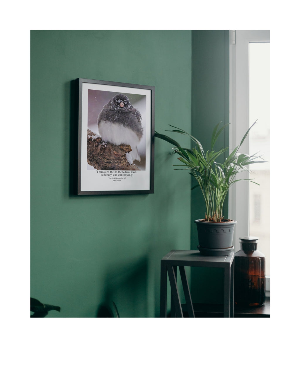 Dark-eyed Junco Wildlife Photography Print | Tiny Desk Photos No. 167