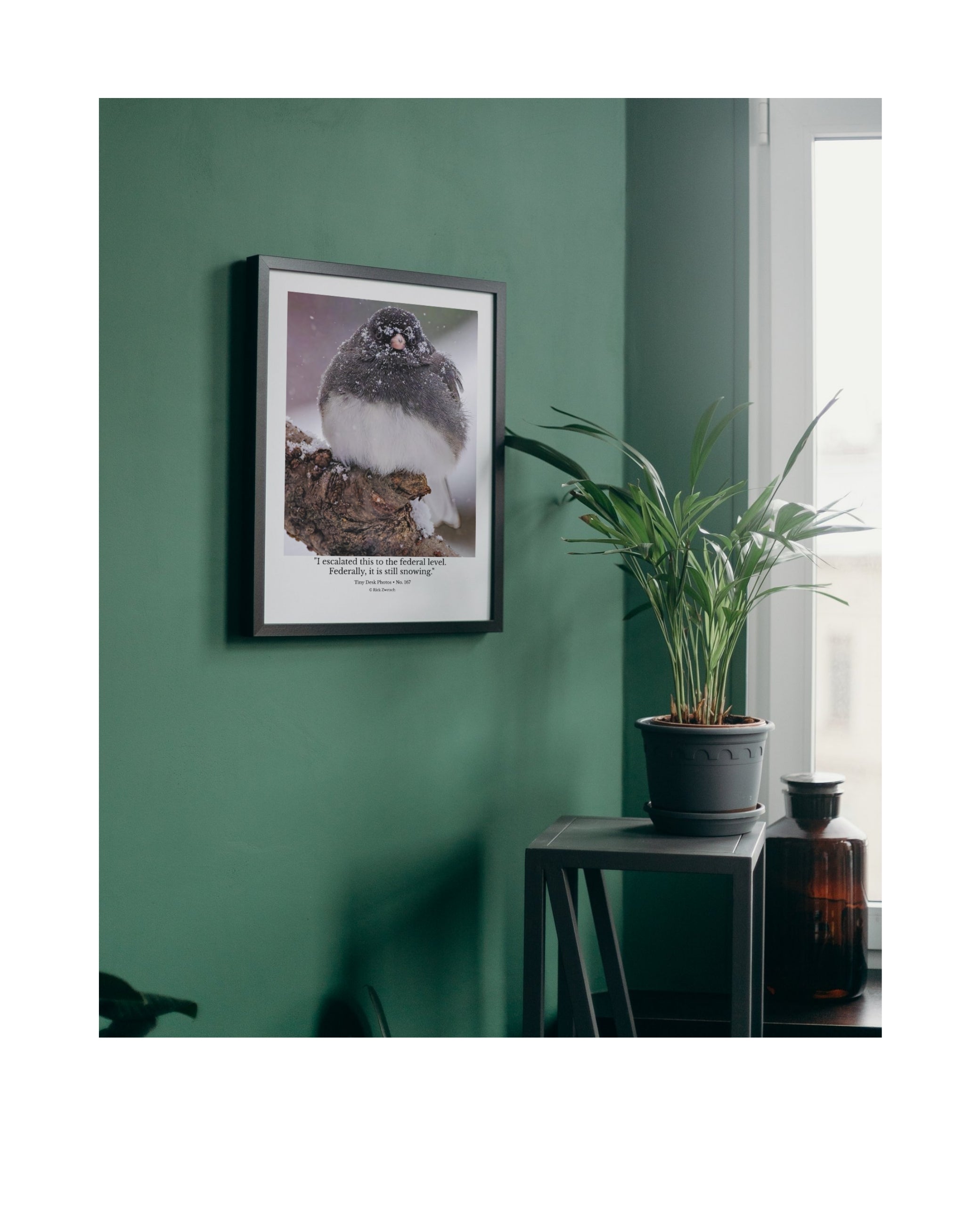 Dark-eyed Junco Wildlife Photography Print | Tiny Desk Photos No. 167