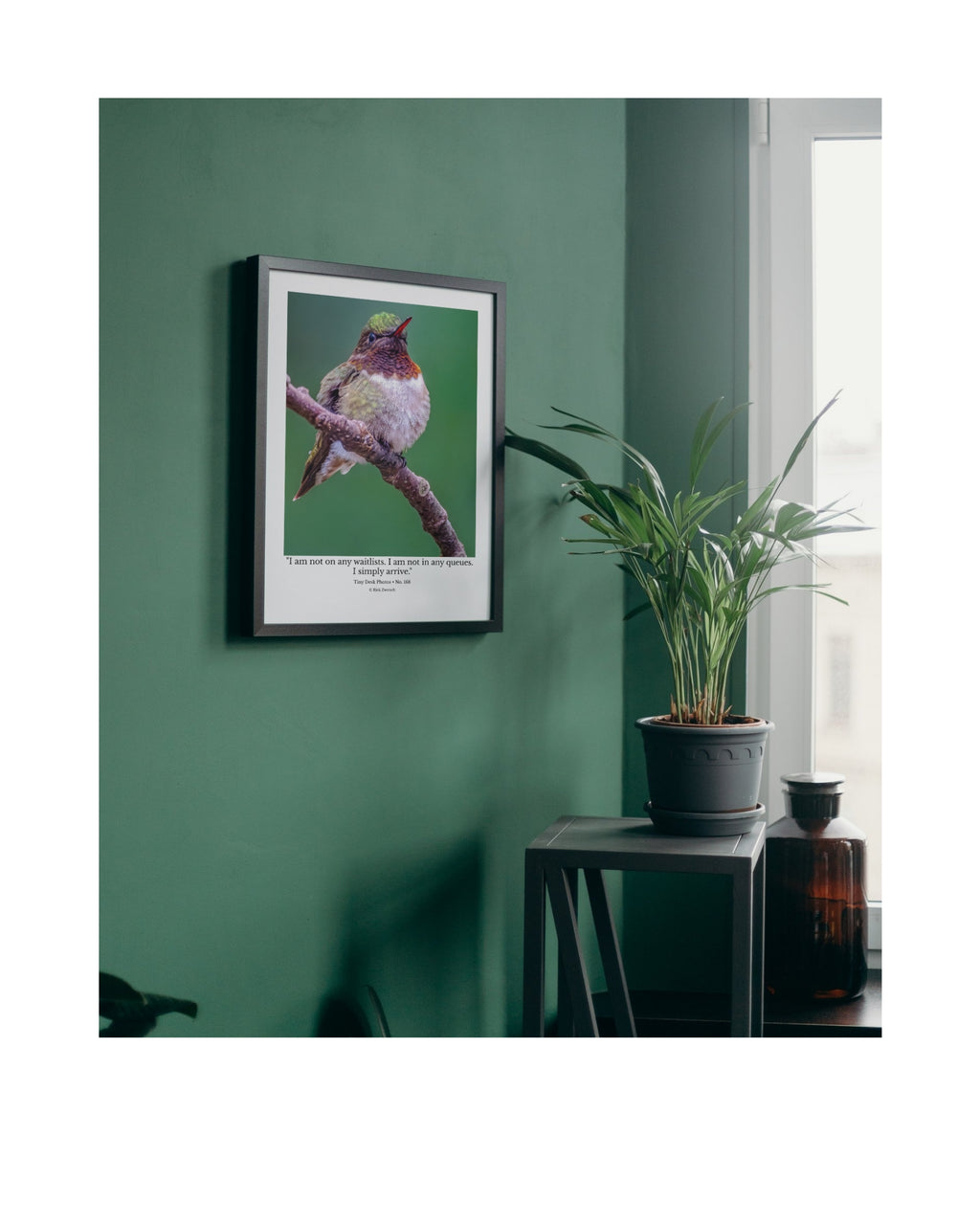 Hummingbird Wildlife Photography Print | Tiny Desk Photos No. 168