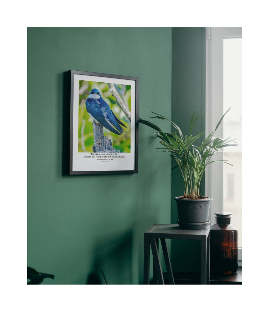 Tree Swallow Wildlife Photography Print | Tiny Desk Photos No. 169