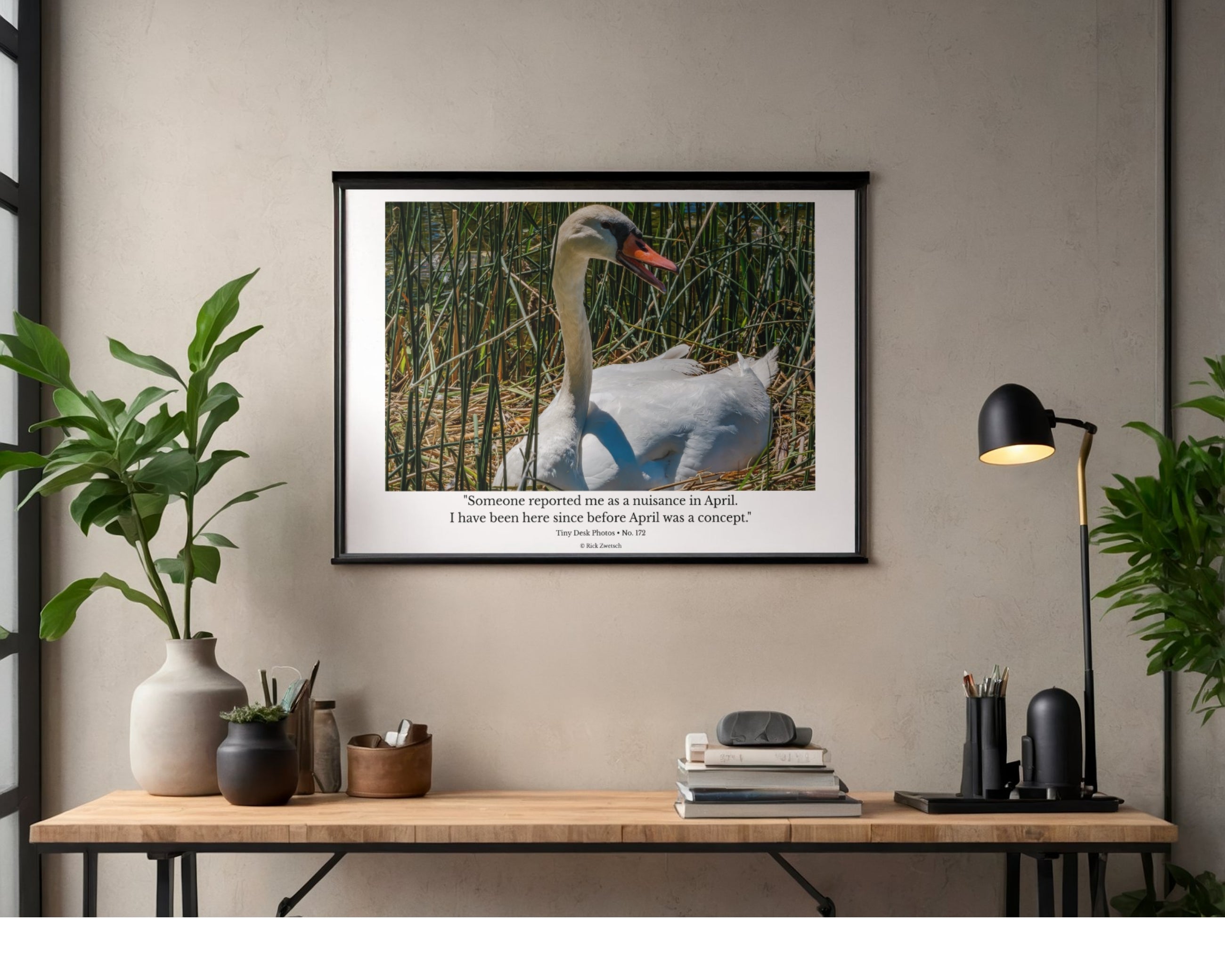 Mute Swan Wildlife Photography Print | Tiny Desk Photos No. 172