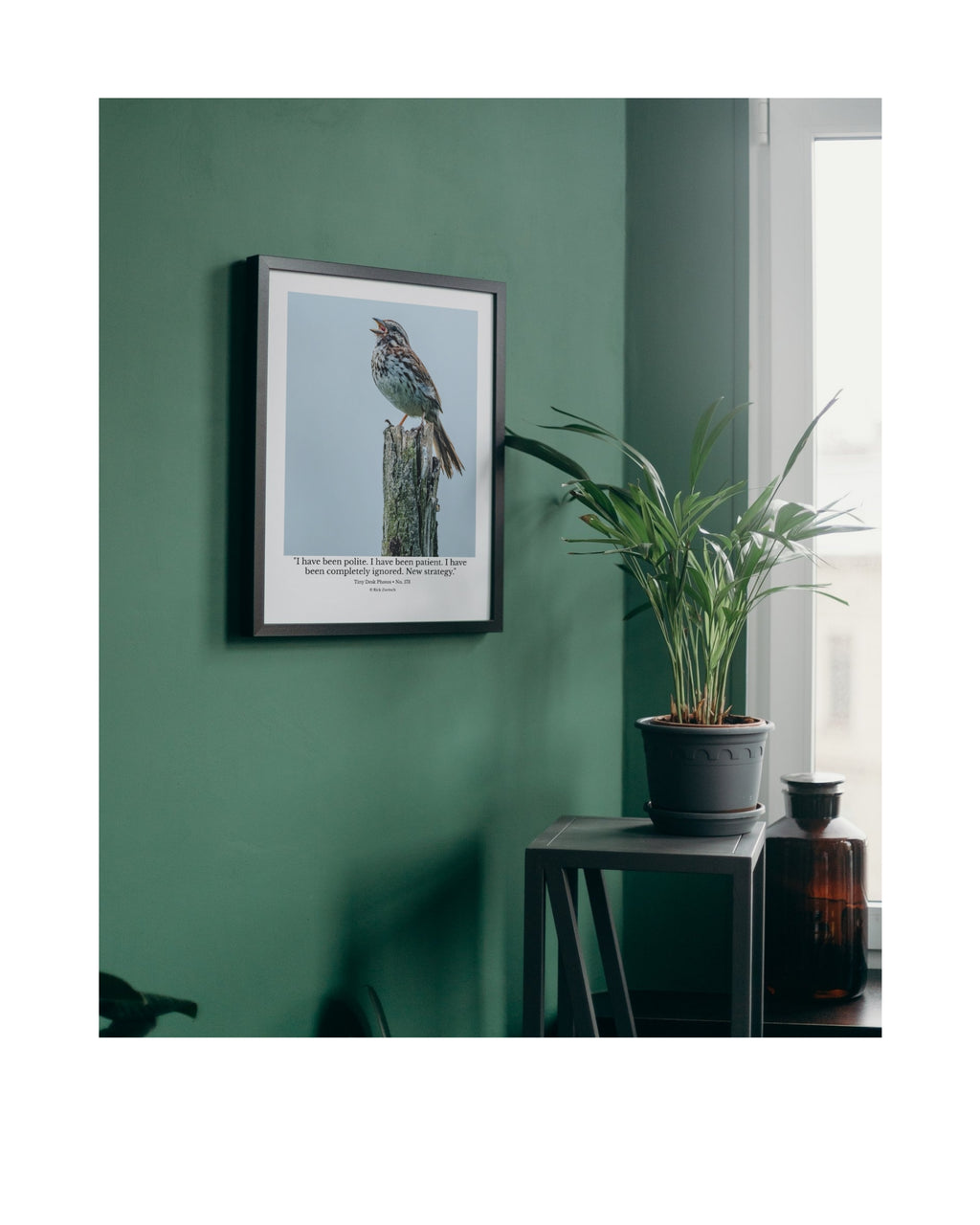 Song Sparrow Wildlife Photography Print | Tiny Desk Photos No. 173