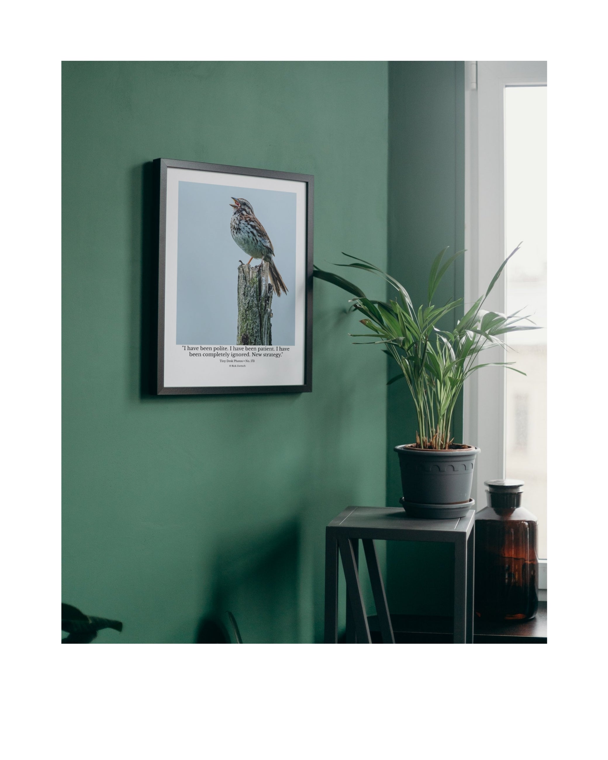Song Sparrow Wildlife Photography Print | Tiny Desk Photos No. 173