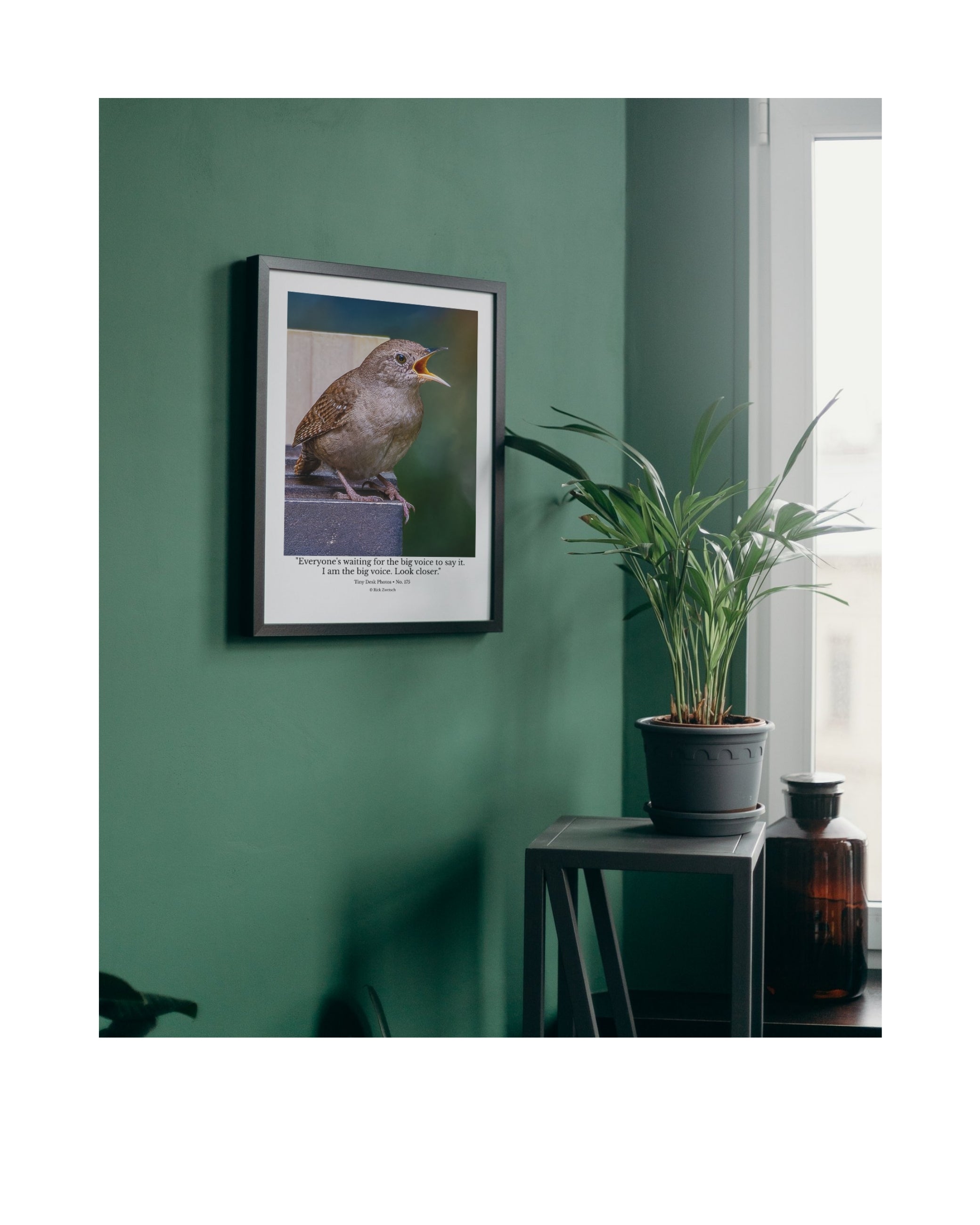 Carolina Wren Wildlife Photography Print | Tiny Desk Photos No. 175