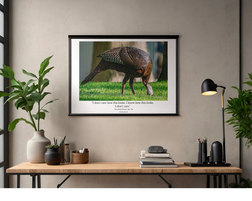 Wild Turkey Wildlife Photography Print | Tiny Desk Photos No. 176