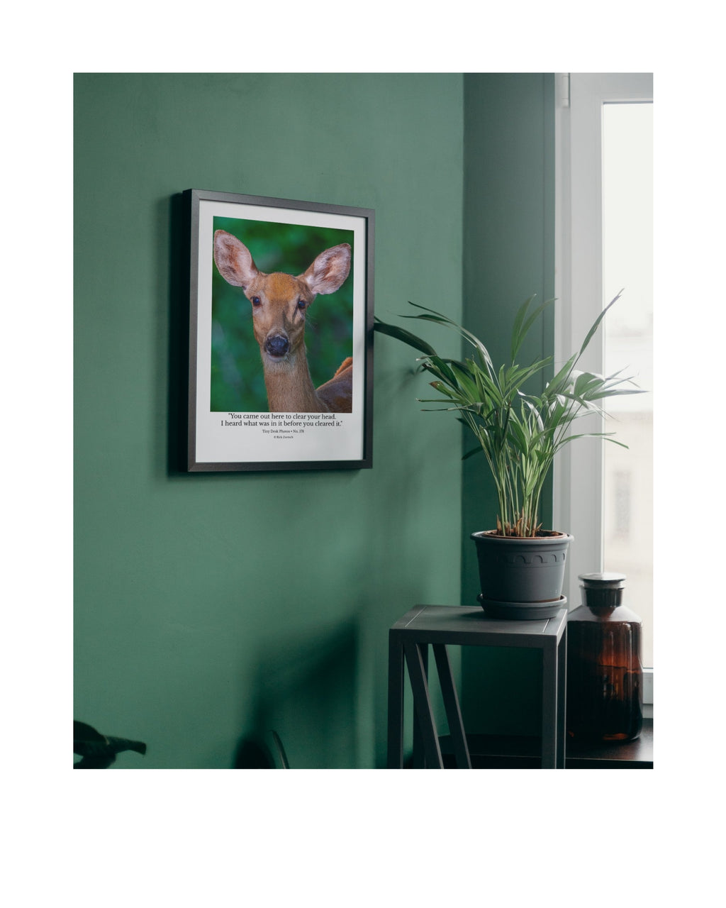 White-tailed Deer Wildlife Photography Print | Tiny Desk Photos No. 178