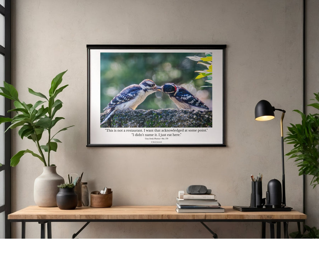Downy Woodpecker Wildlife Photography Print | Tiny Desk Photos No. 179