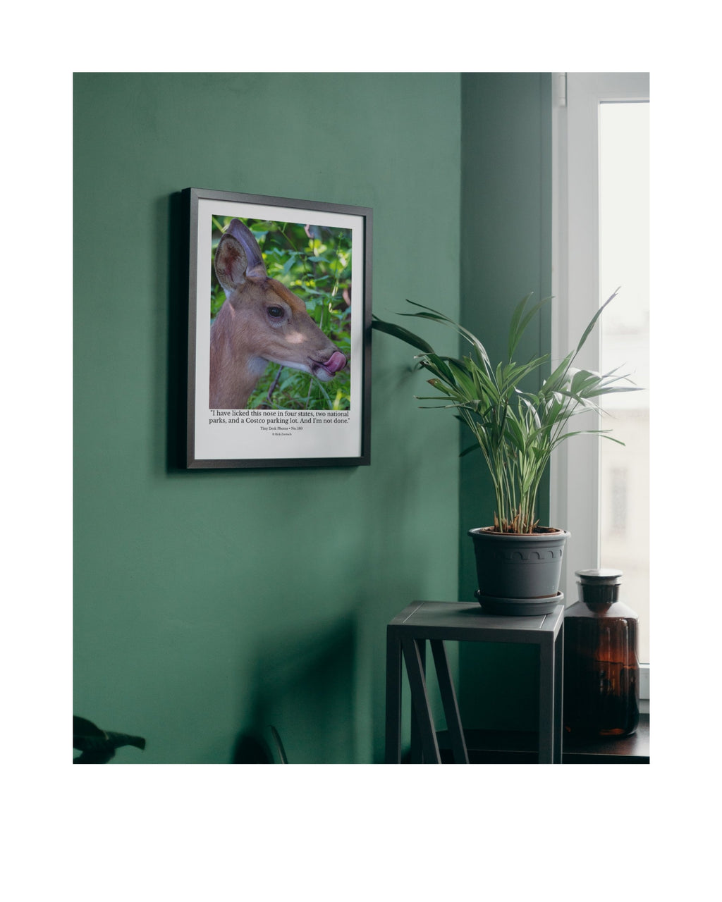 White-Tailed Deer Wildlife Photography Print | Tiny Desk Photos No. 180