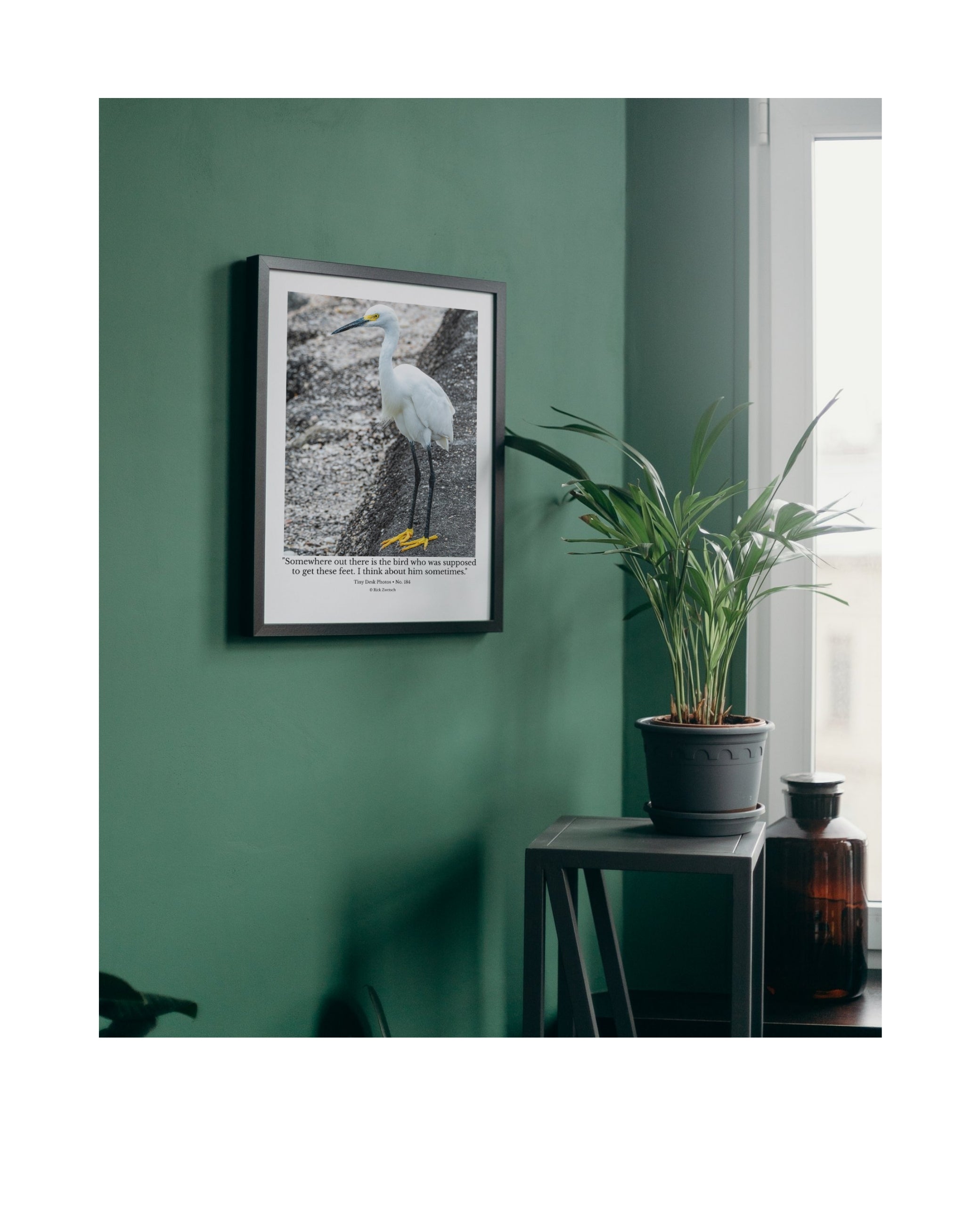 Snowy Egret Wildlife Photography Print | Tiny Desk Photos No. 184