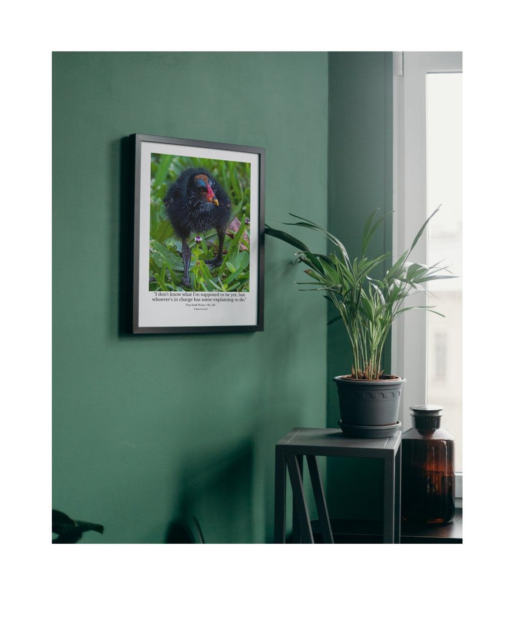 Common Gallinule Chick Wildlife Photography Print | Tiny Desk Photos No. 185