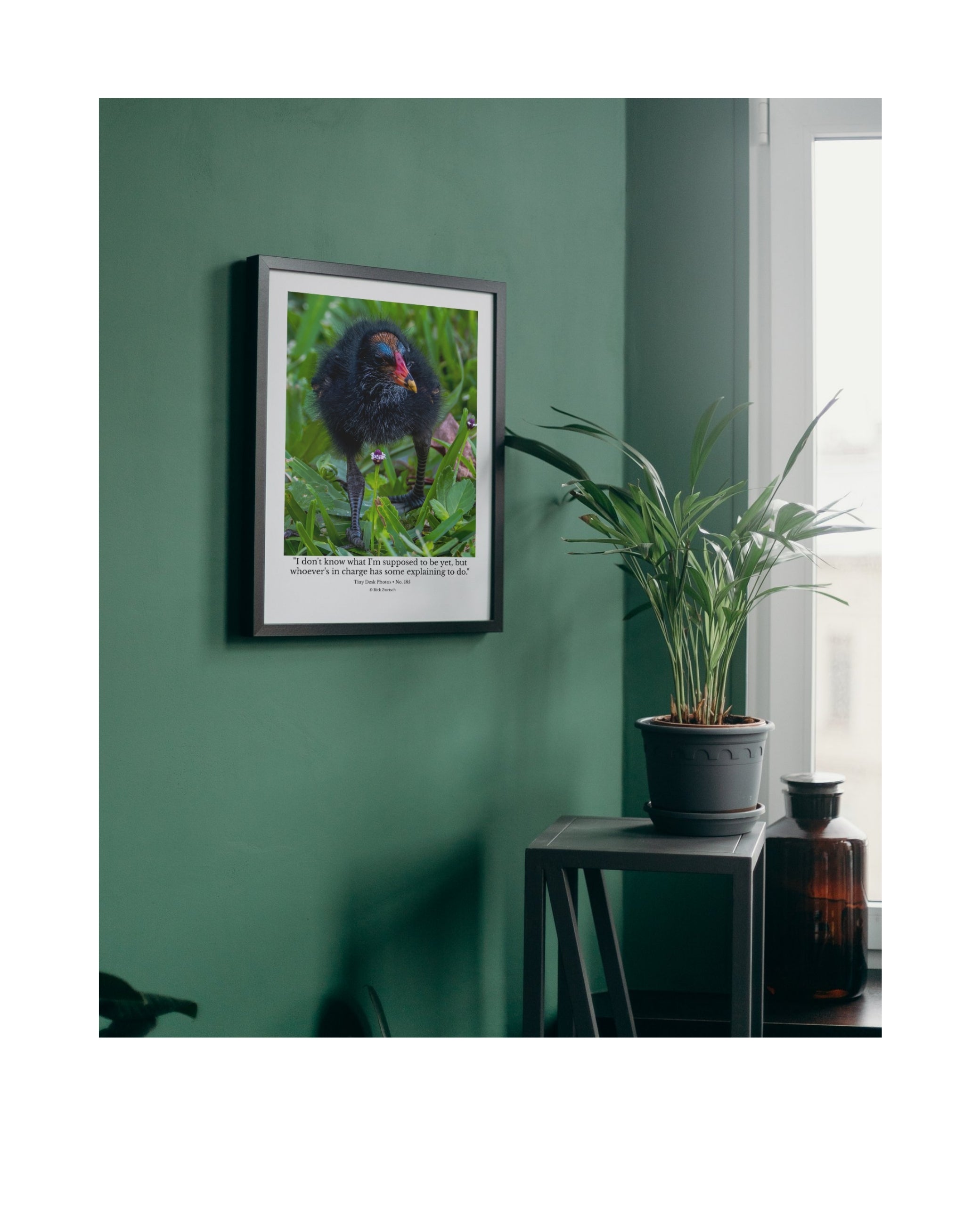 Common Gallinule Chick Wildlife Photography Print | Tiny Desk Photos No. 185