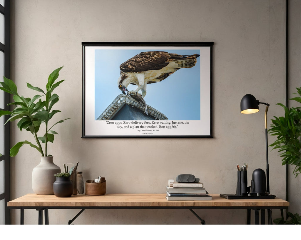Osprey Wildlife Photography Print | Tiny Desk Photos No. 186