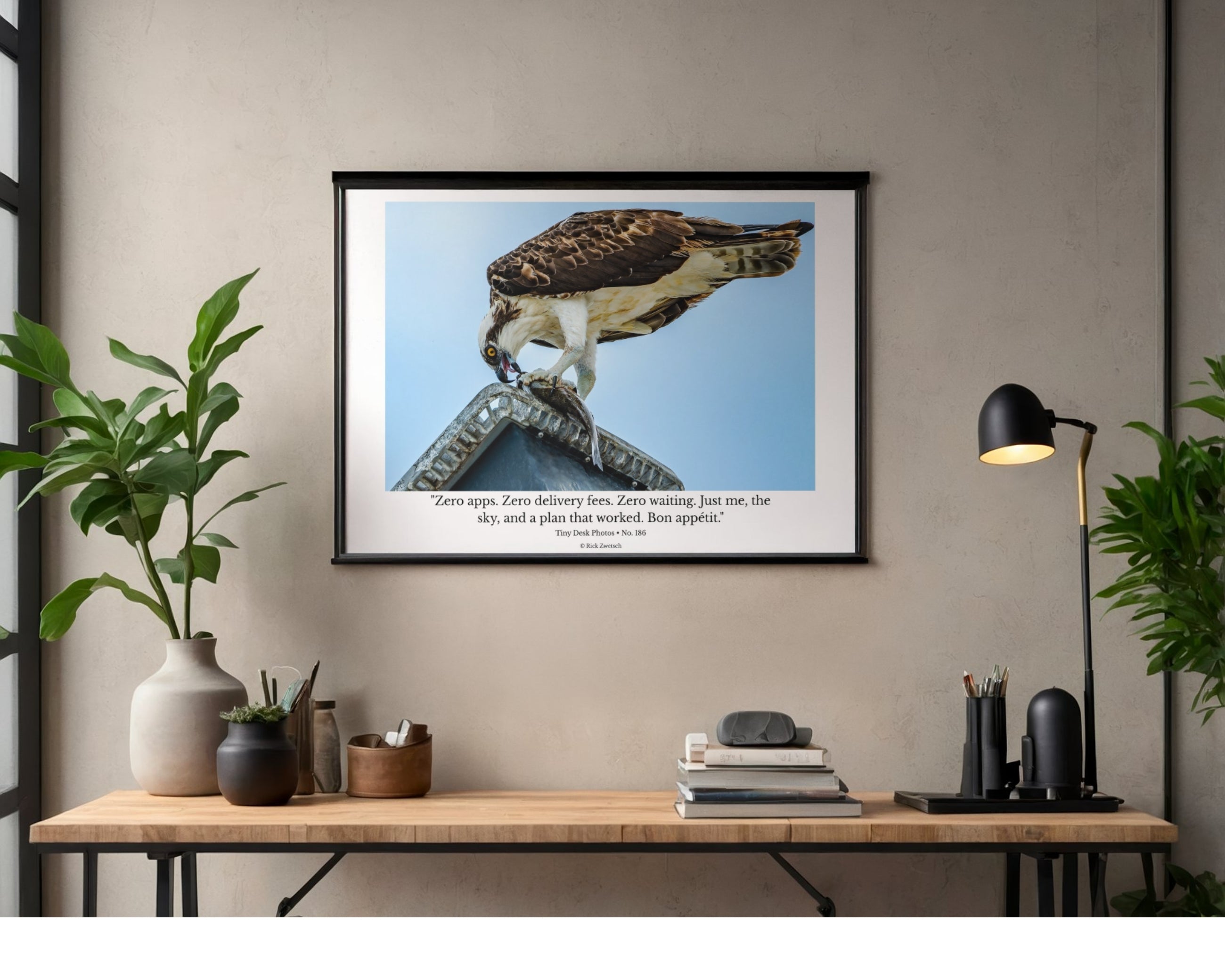 Osprey Wildlife Photography Print | Tiny Desk Photos No. 186