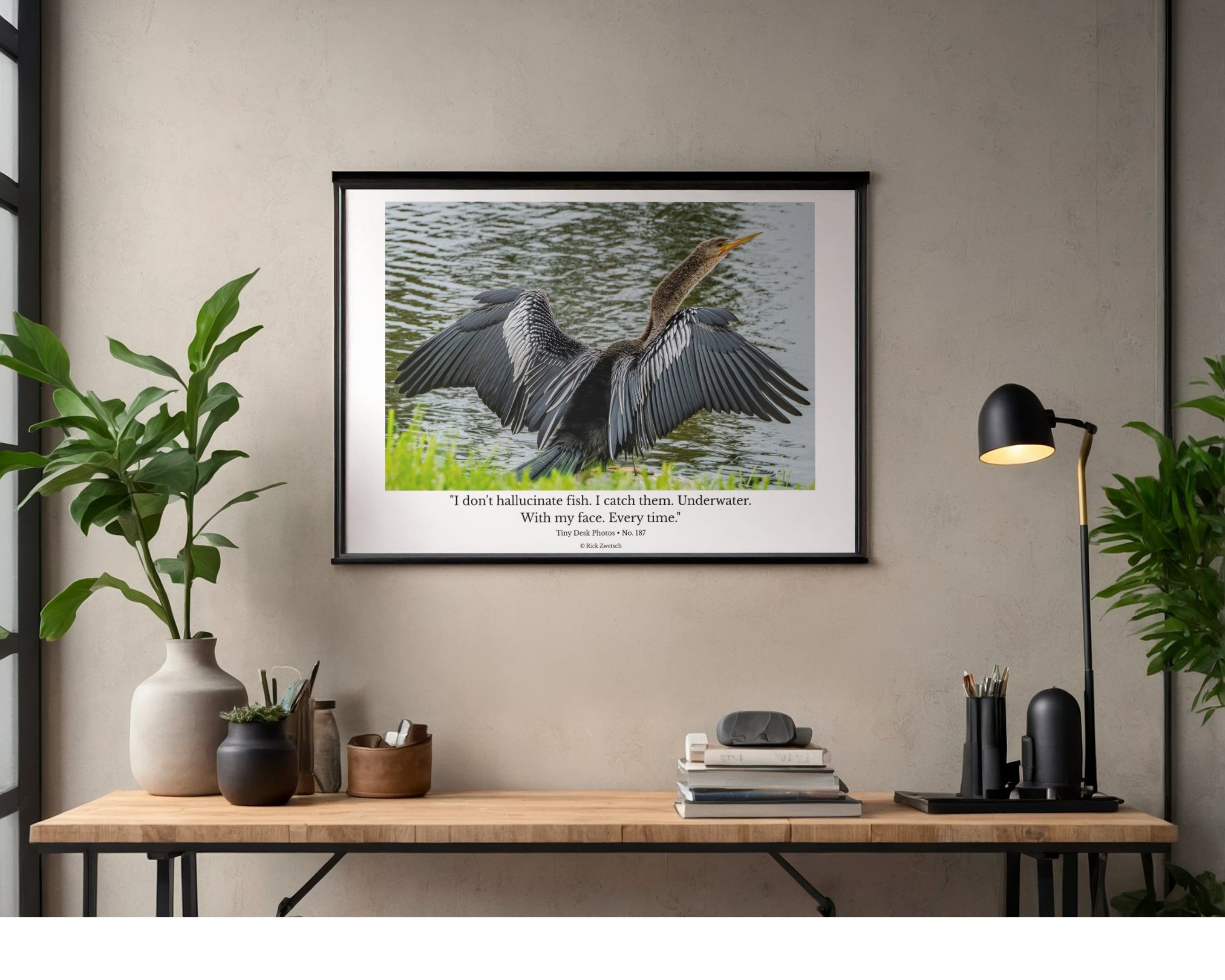 Anhinga Wildlife Photography Print | Tiny Desk Photos No. 187