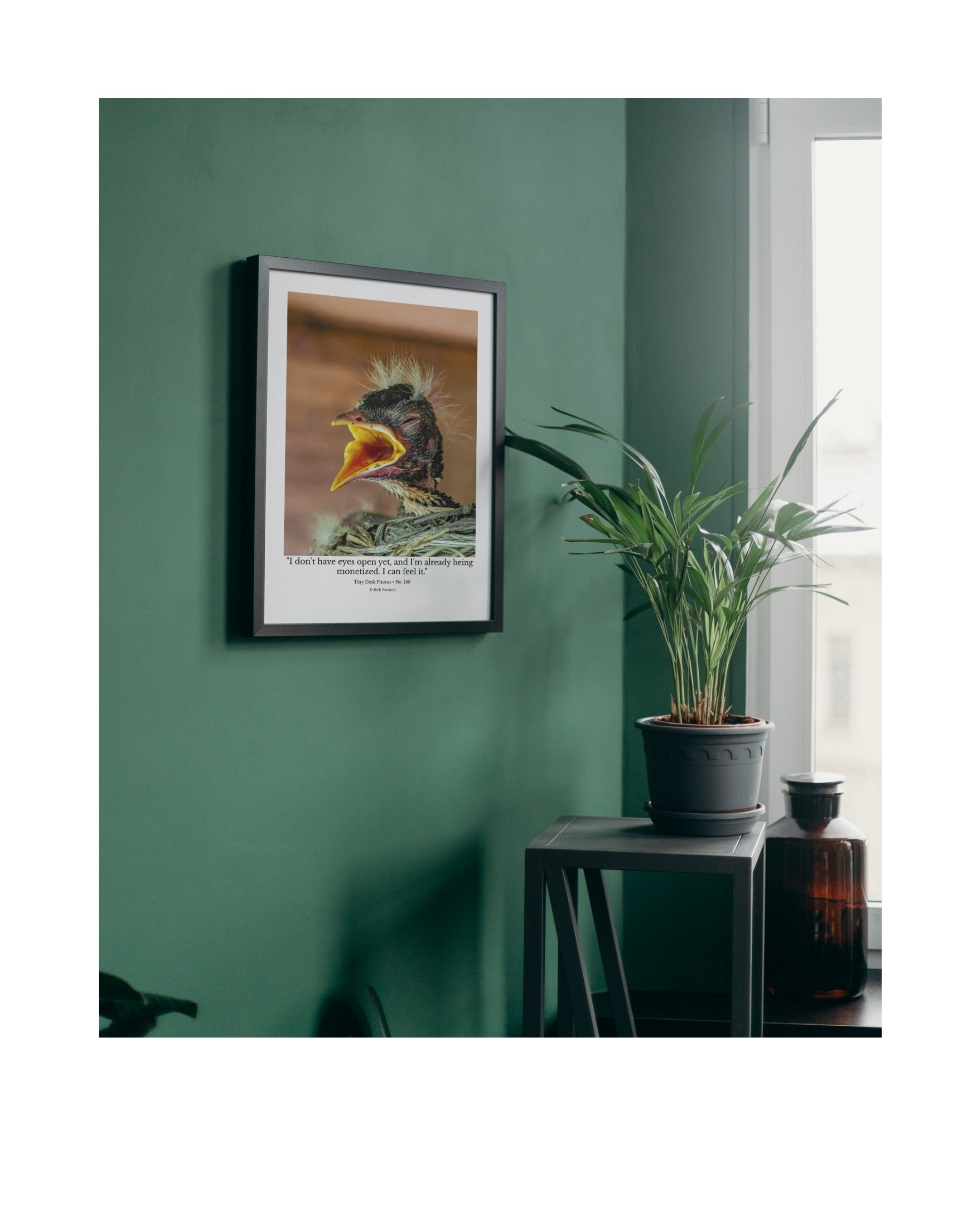 American Robin Nestling Wildlife Photography Print | Tiny Desk Photos No. 188