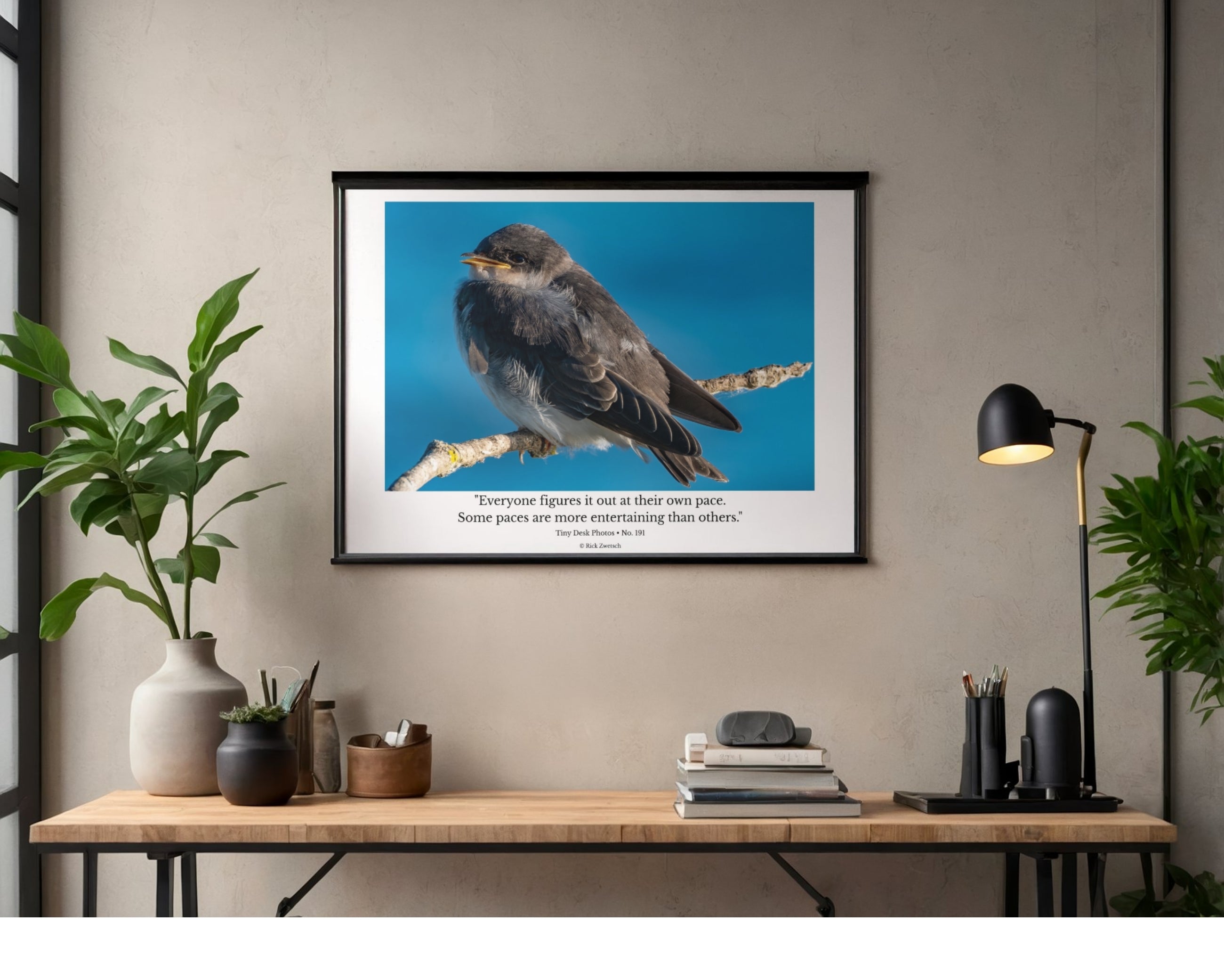 Tree Swallow Fledgling Wildlife Photography Print | Tiny Desk Photos No. 191