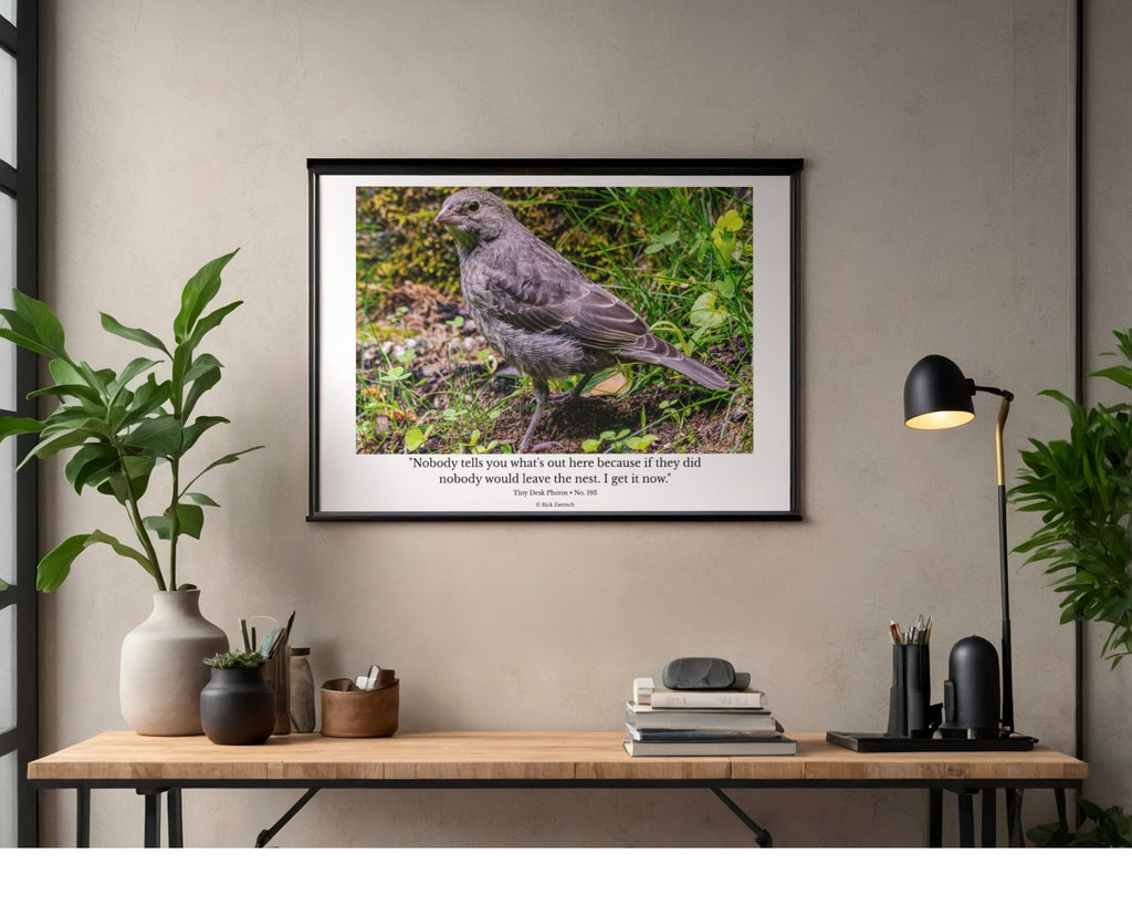 Brown-headed Cowbird Fledgling Wildlife Photography Print | Tiny Desk Photos No. 193