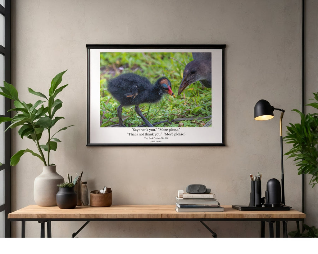 Common Gallinule Chick Wildlife Photography Print | Tiny Desk Photos No. 195