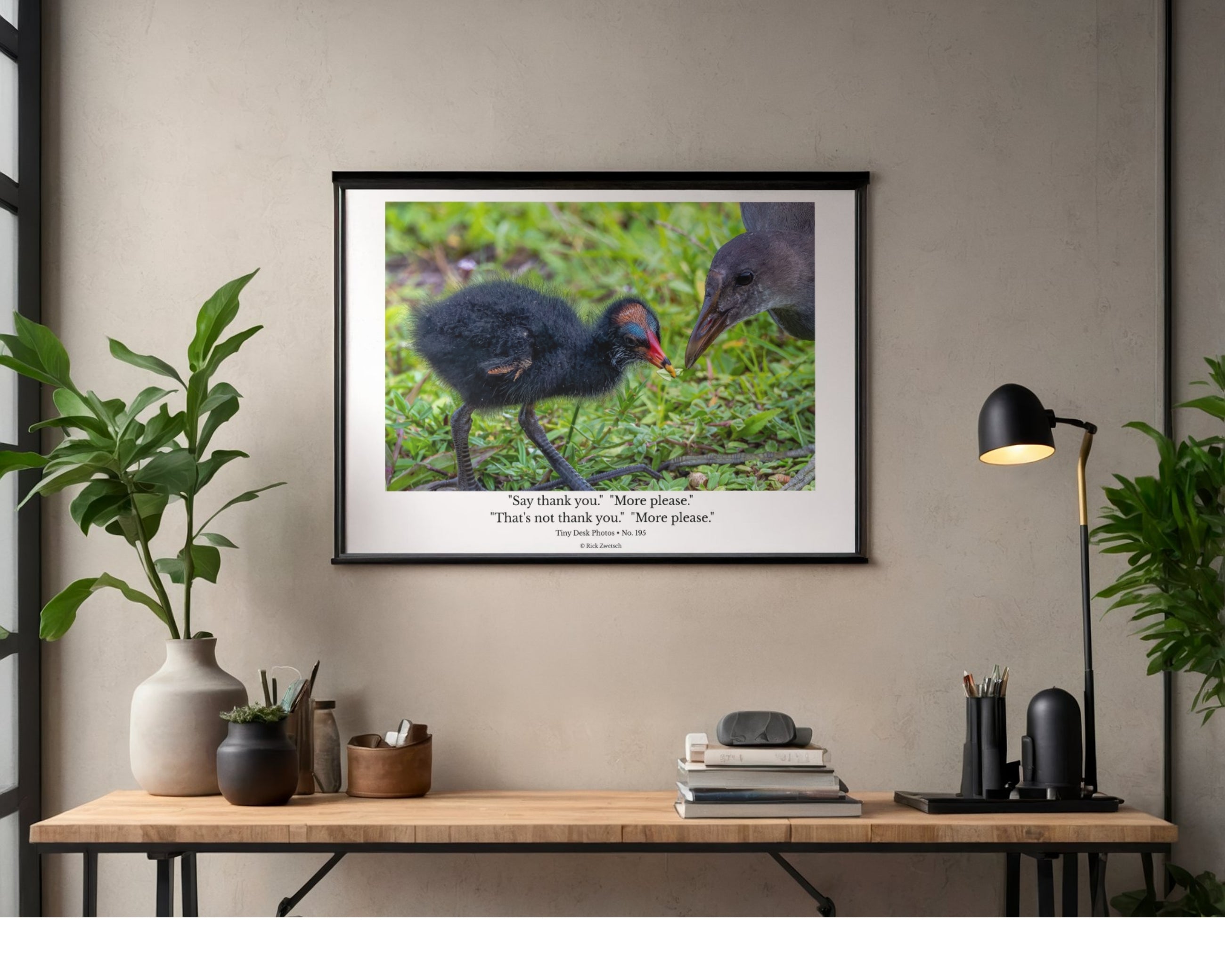 Common Gallinule Chick Wildlife Photography Print | Tiny Desk Photos No. 195