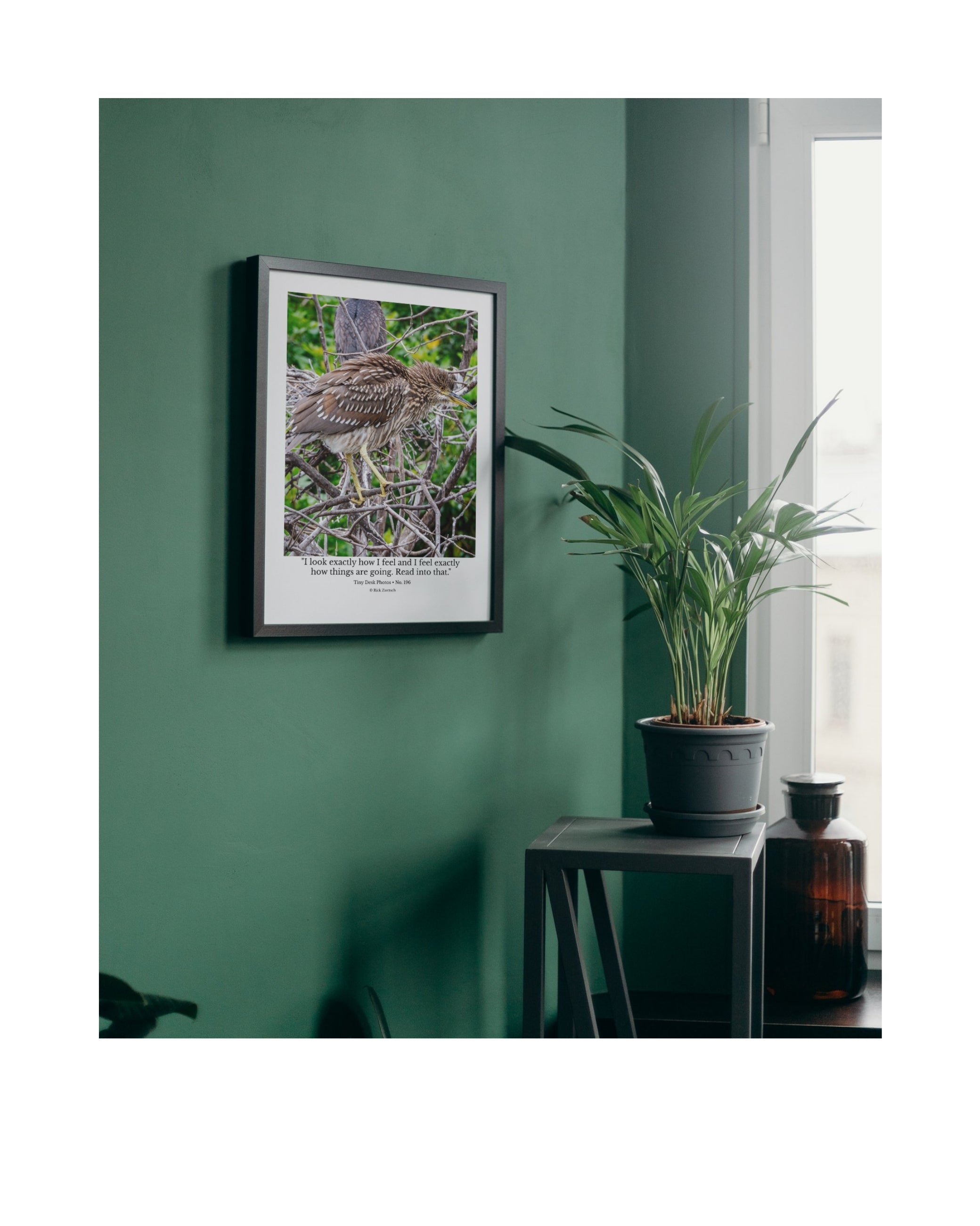 Yellow-crowned Night Heron Juvenile Wildlife Photography Print | Tiny Desk Photos No. 196