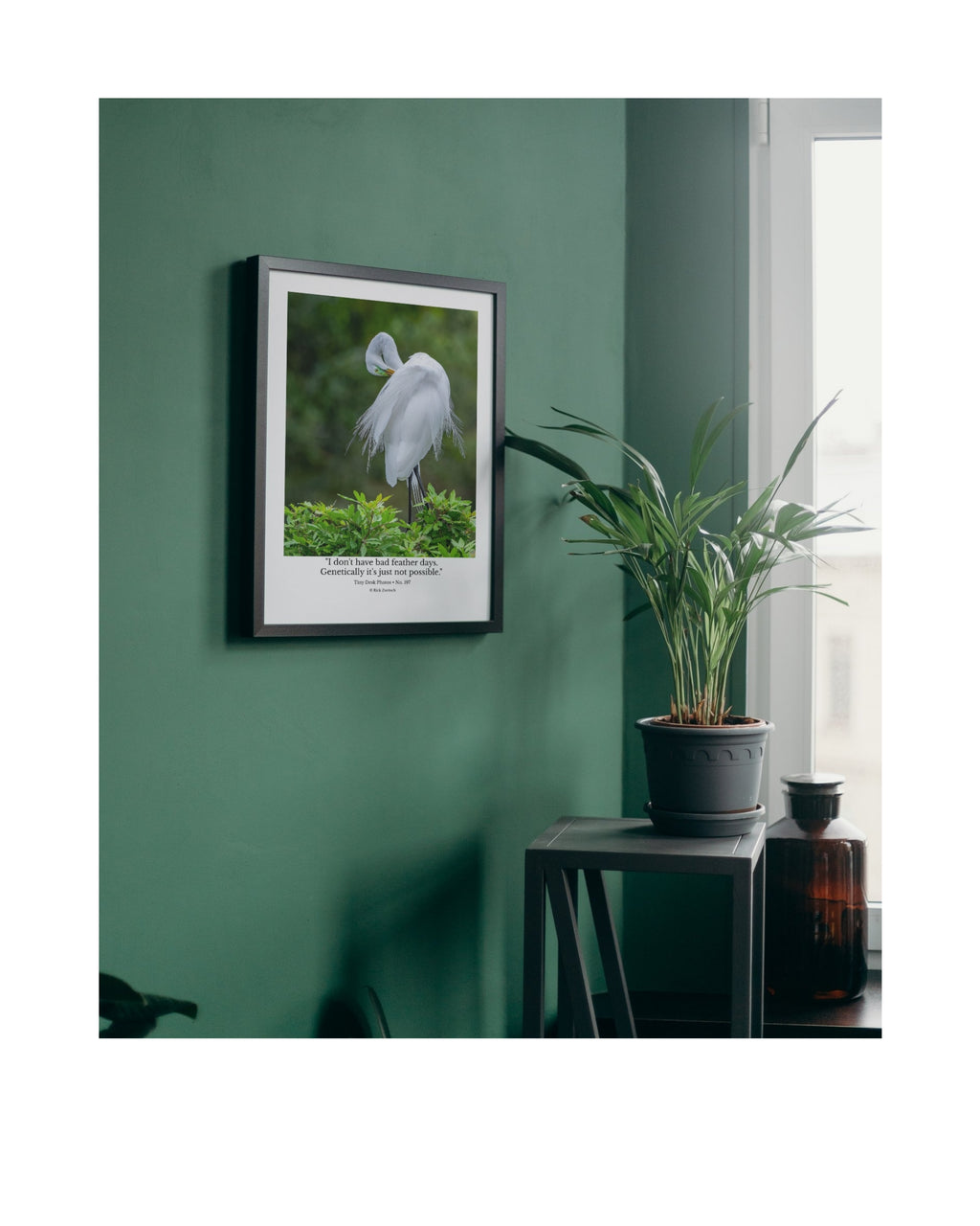 Great Egret Wildlife Photography Print | Tiny Desk Photos No. 197