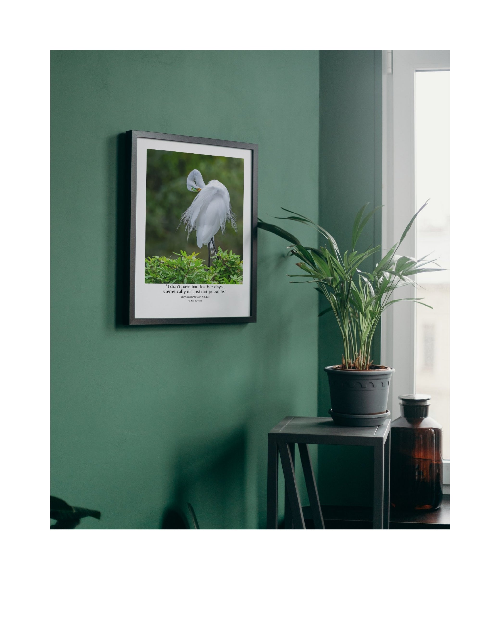 Great Egret Wildlife Photography Print | Tiny Desk Photos No. 197