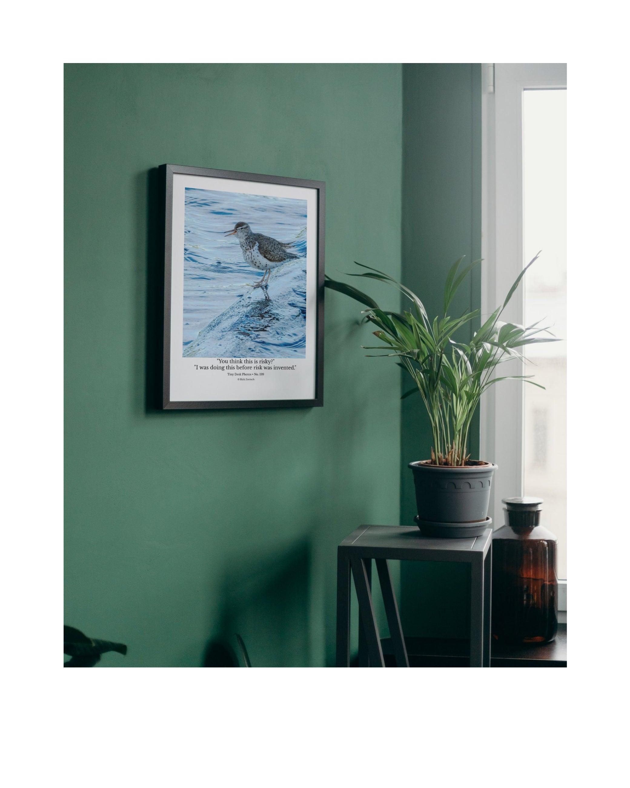 Spotted Sandpiper Wildlife Photography Print | Tiny Desk Photos No. 199