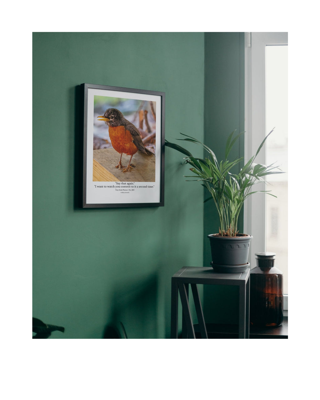 American Robin Wildlife Photography Print | Tiny Desk Photos No. 200