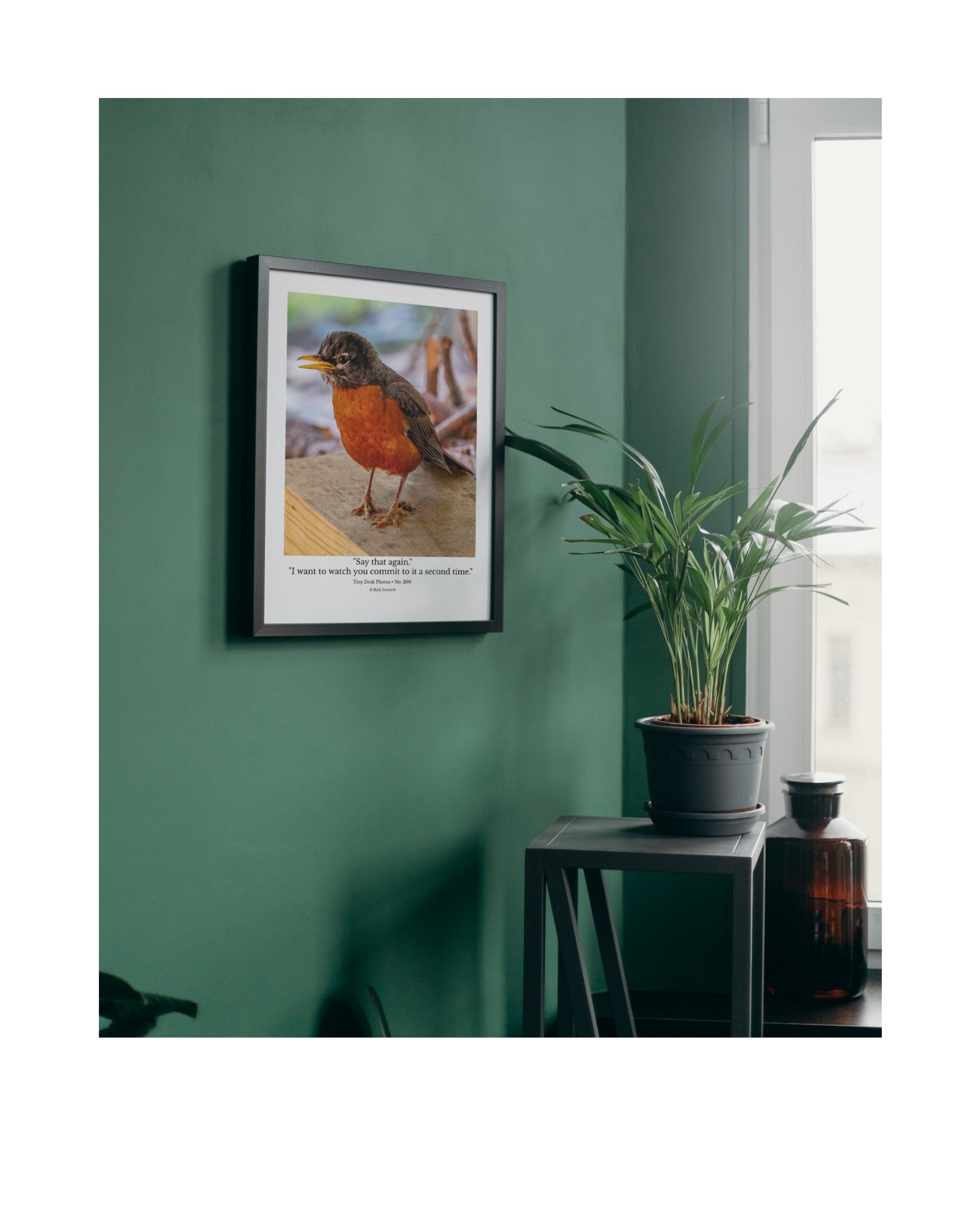 American Robin Wildlife Photography Print | Tiny Desk Photos No. 200