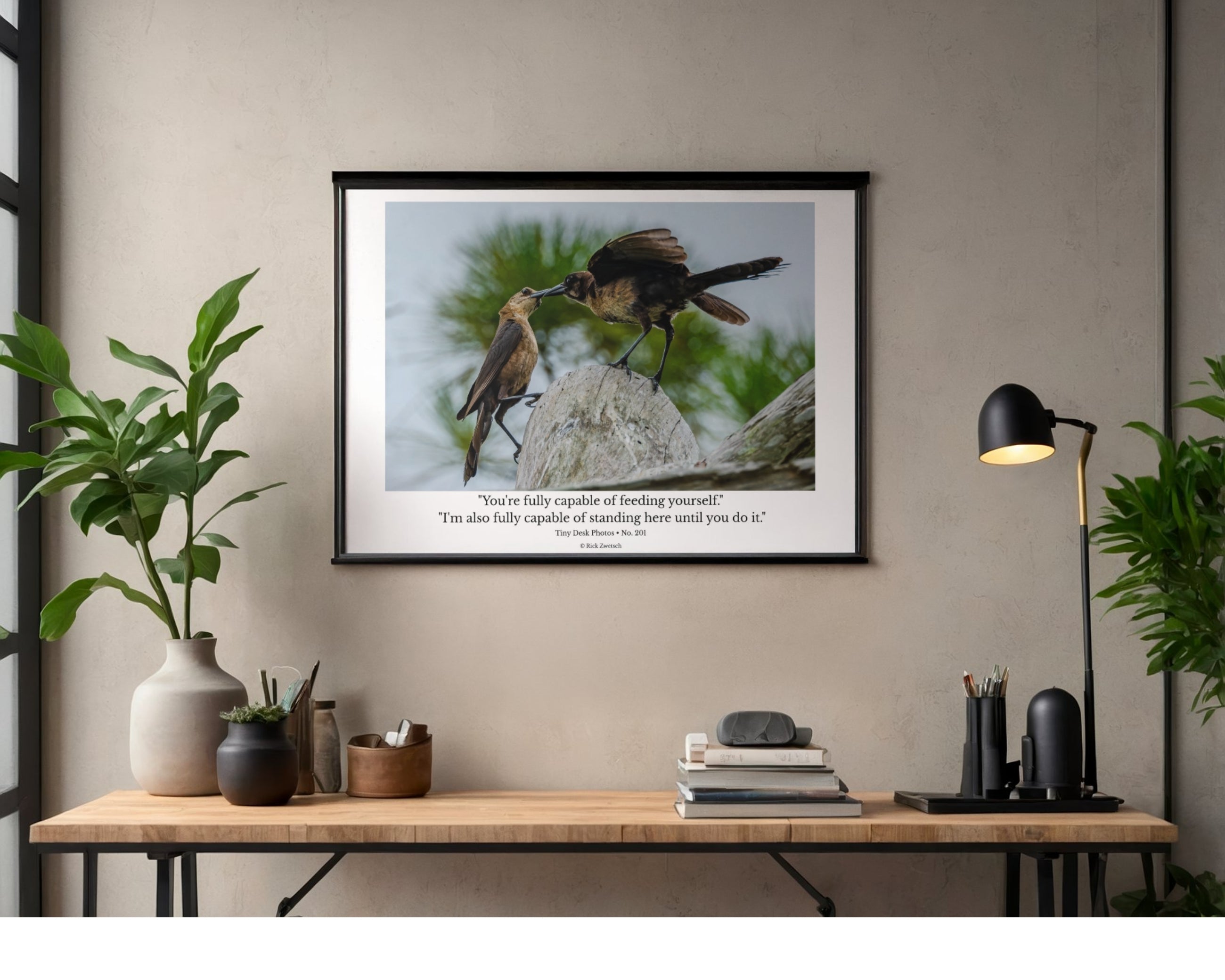 Boat-tailed Grackle Wildlife Photography Print | Tiny Desk Photos No. 201