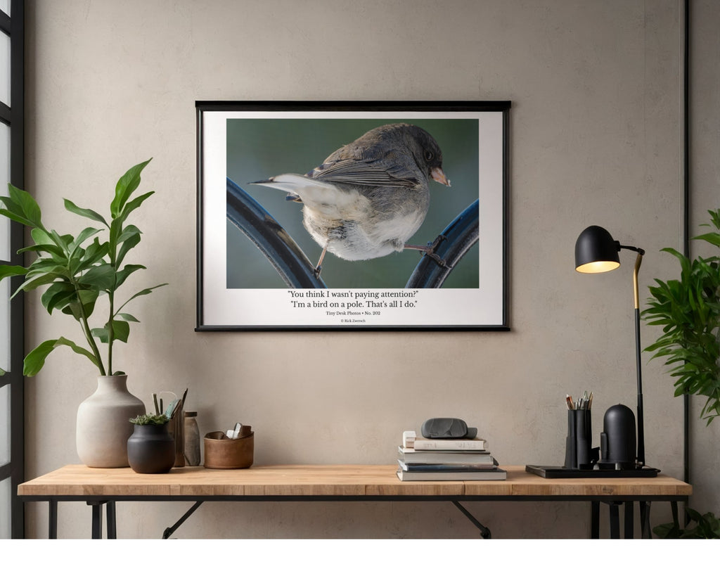 Dark-eyed Junco Wildlife Photography Print | Tiny Desk Photos No. 202