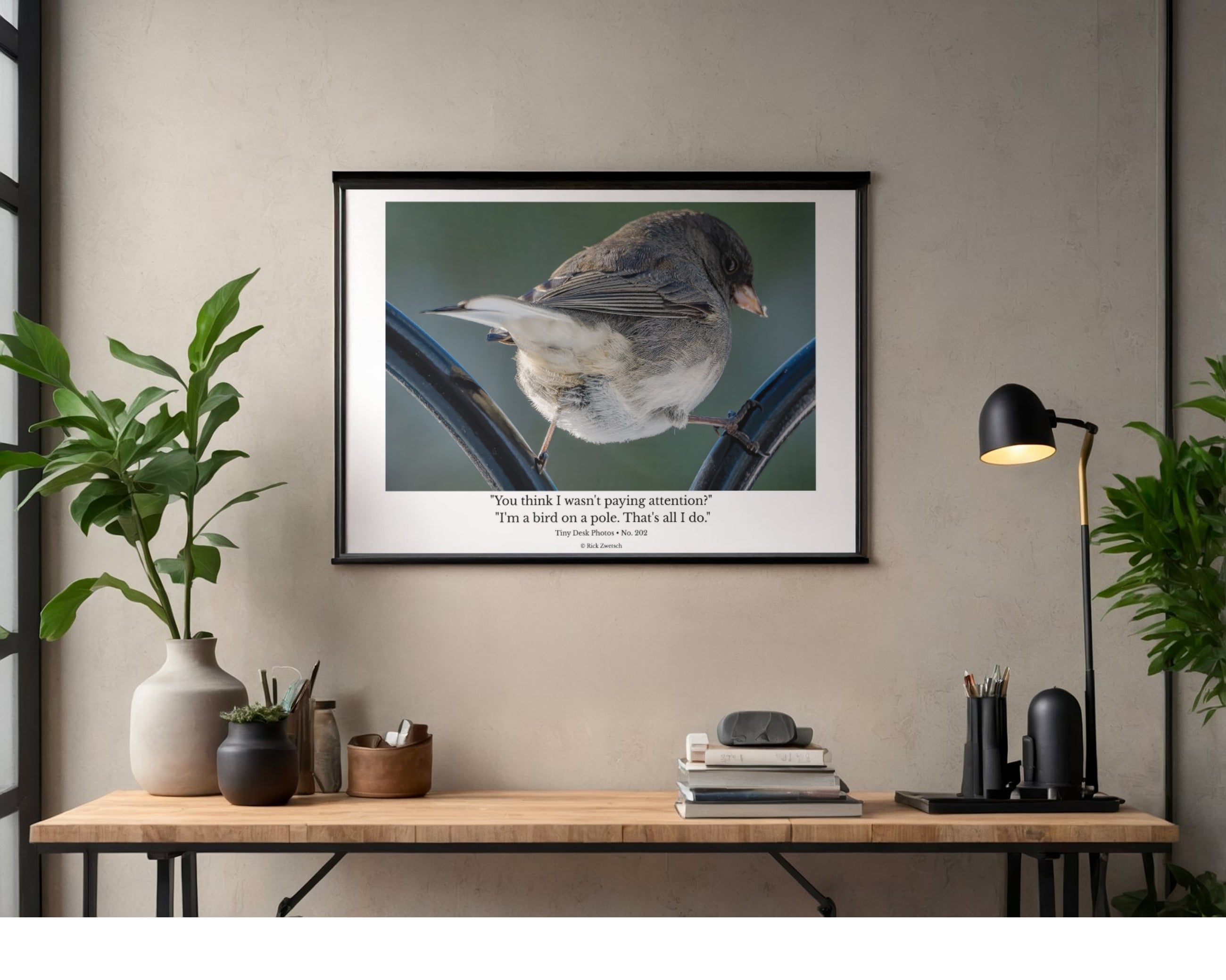 Dark-eyed Junco Wildlife Photography Print | Tiny Desk Photos No. 202