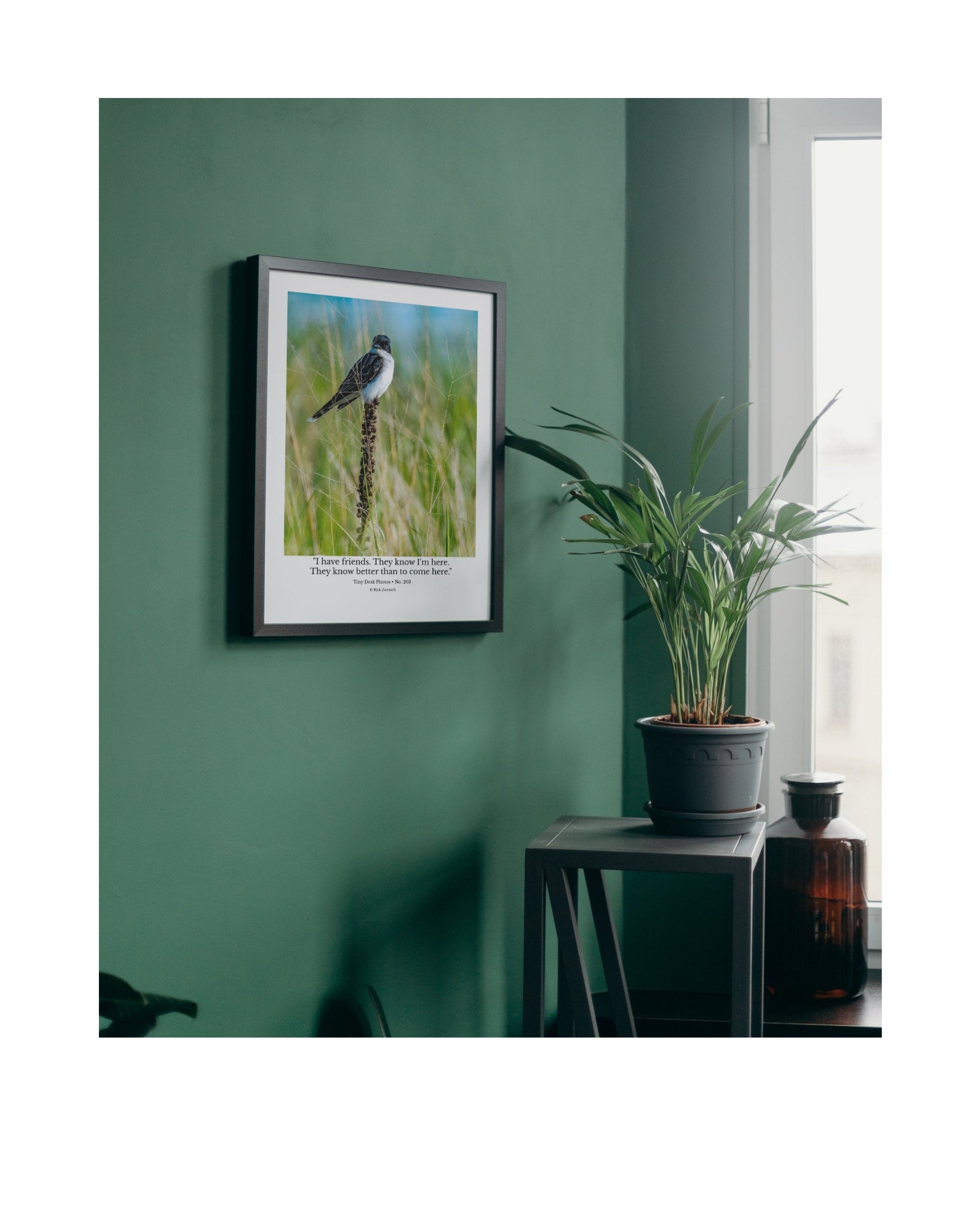 Eastern Kingbird Wildlife Photography Print | Tiny Desk Photos No. 203