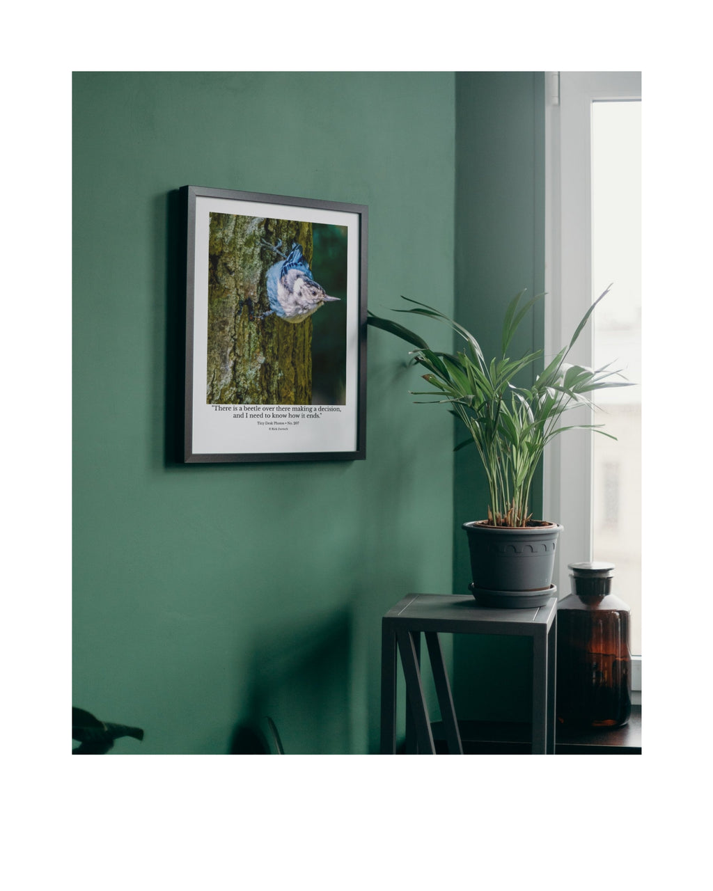White-breasted Nuthatch Wildlife Photography Print | Tiny Desk Photos No. 207