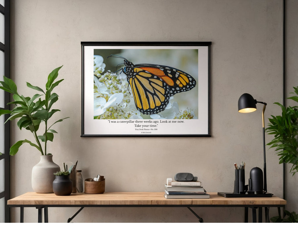 Monarch Butterfly Wildlife Photography Print | Tiny Desk Photos No. 208