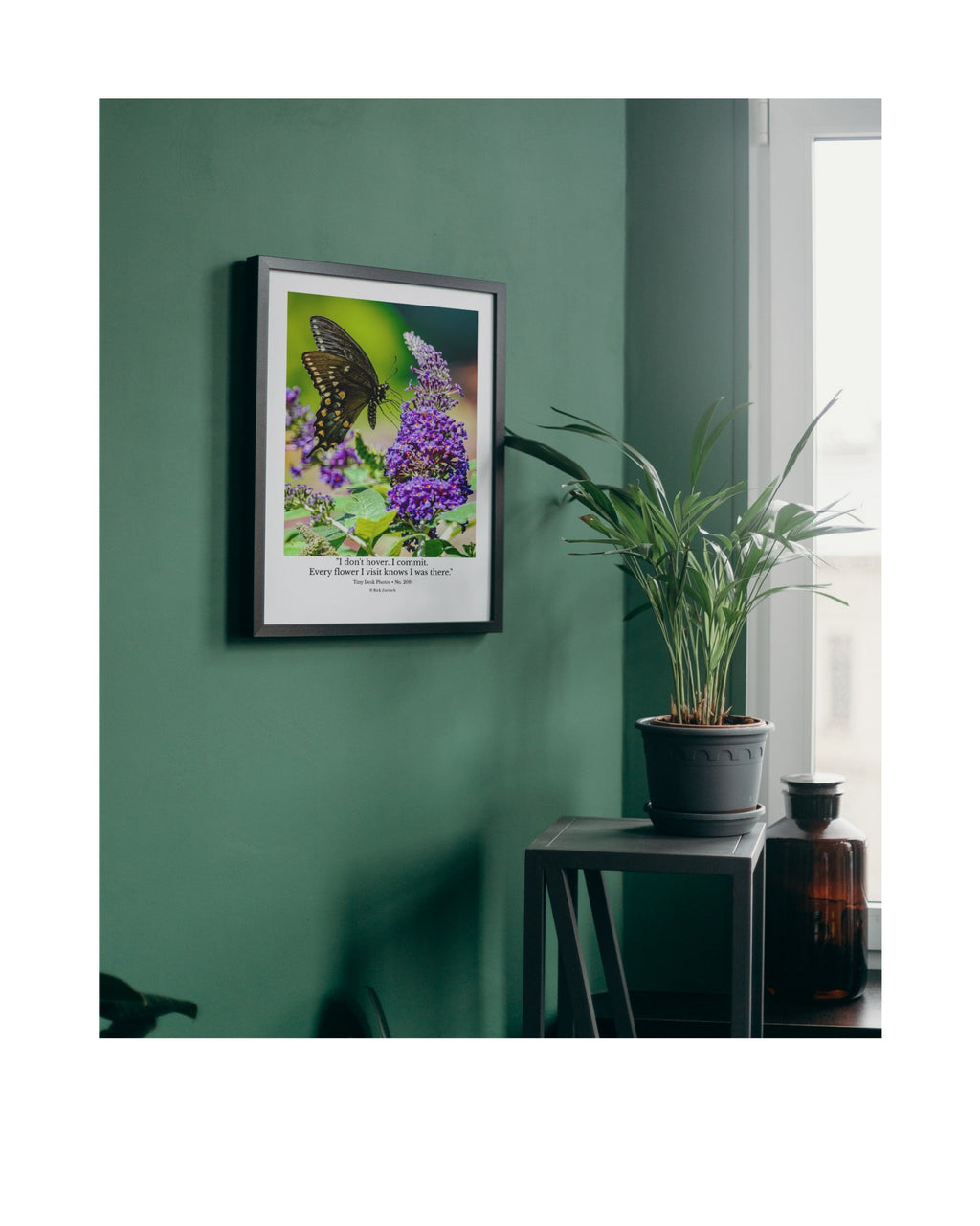 Black Swallowtail Butterfly Wildlife Photography Print | Tiny Desk Photos No. 209