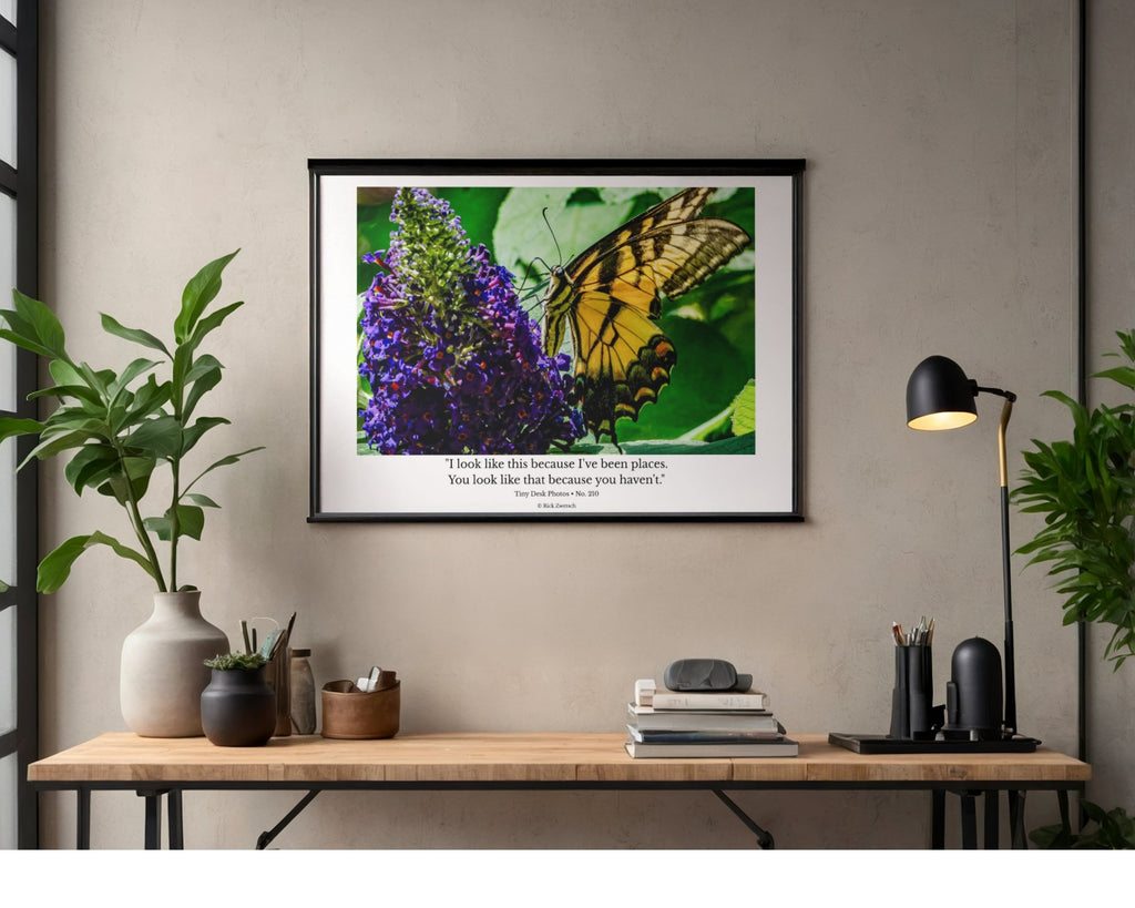 Eastern Tiger Swallowtail Butterfly Wildlife Photography Print | Tiny Desk Photos No. 210