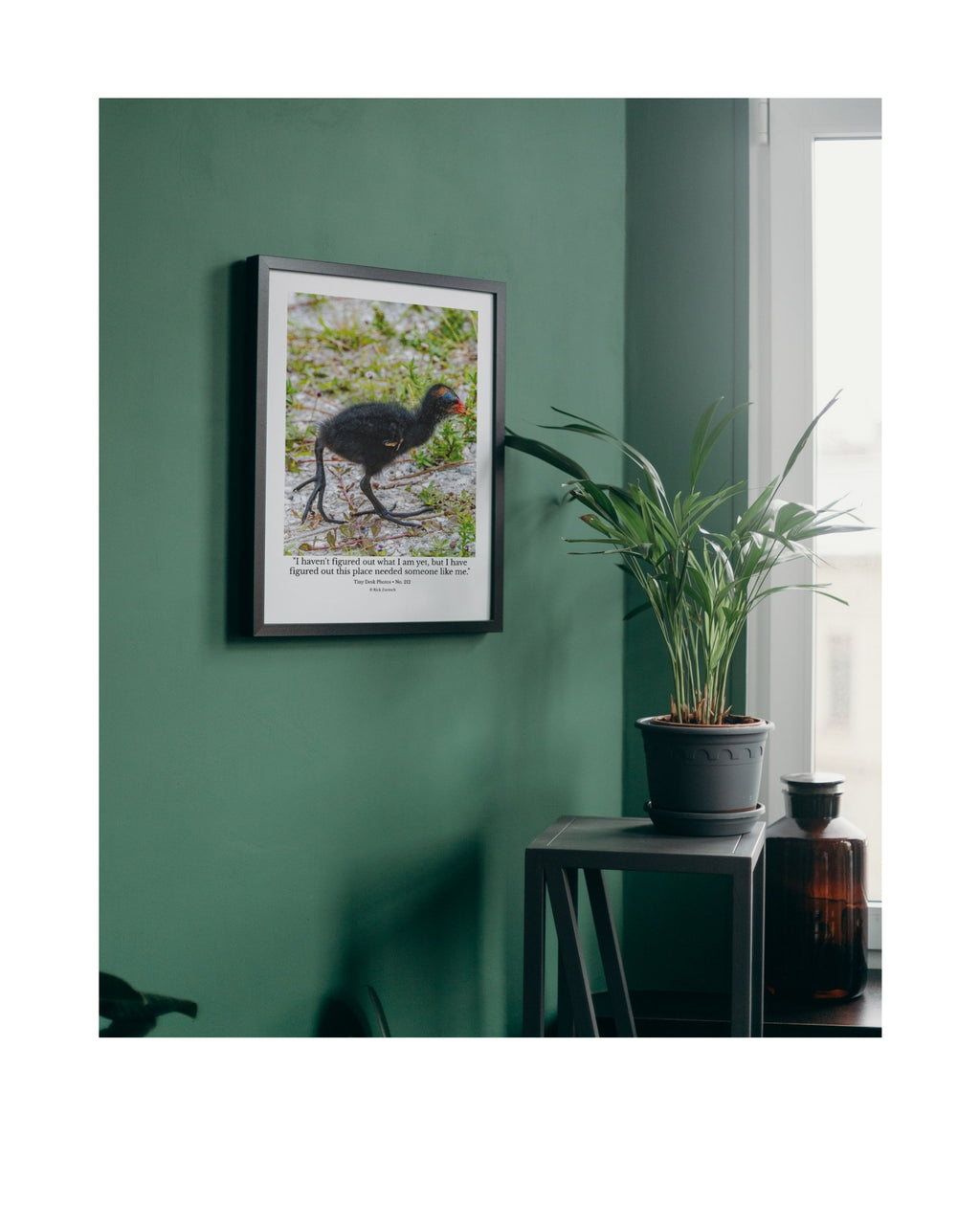 Common Gallinule Chick Wildlife Photography Print | Tiny Desk Photos No. 212