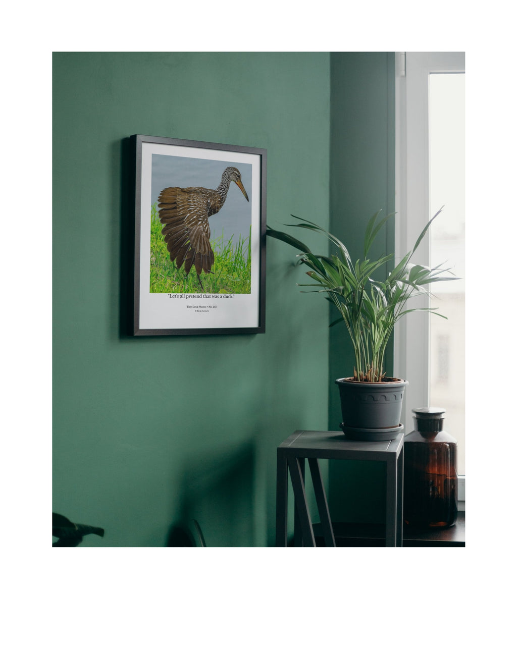 Limpkin Wildlife Photography Print | Tiny Desk Photos No. 213