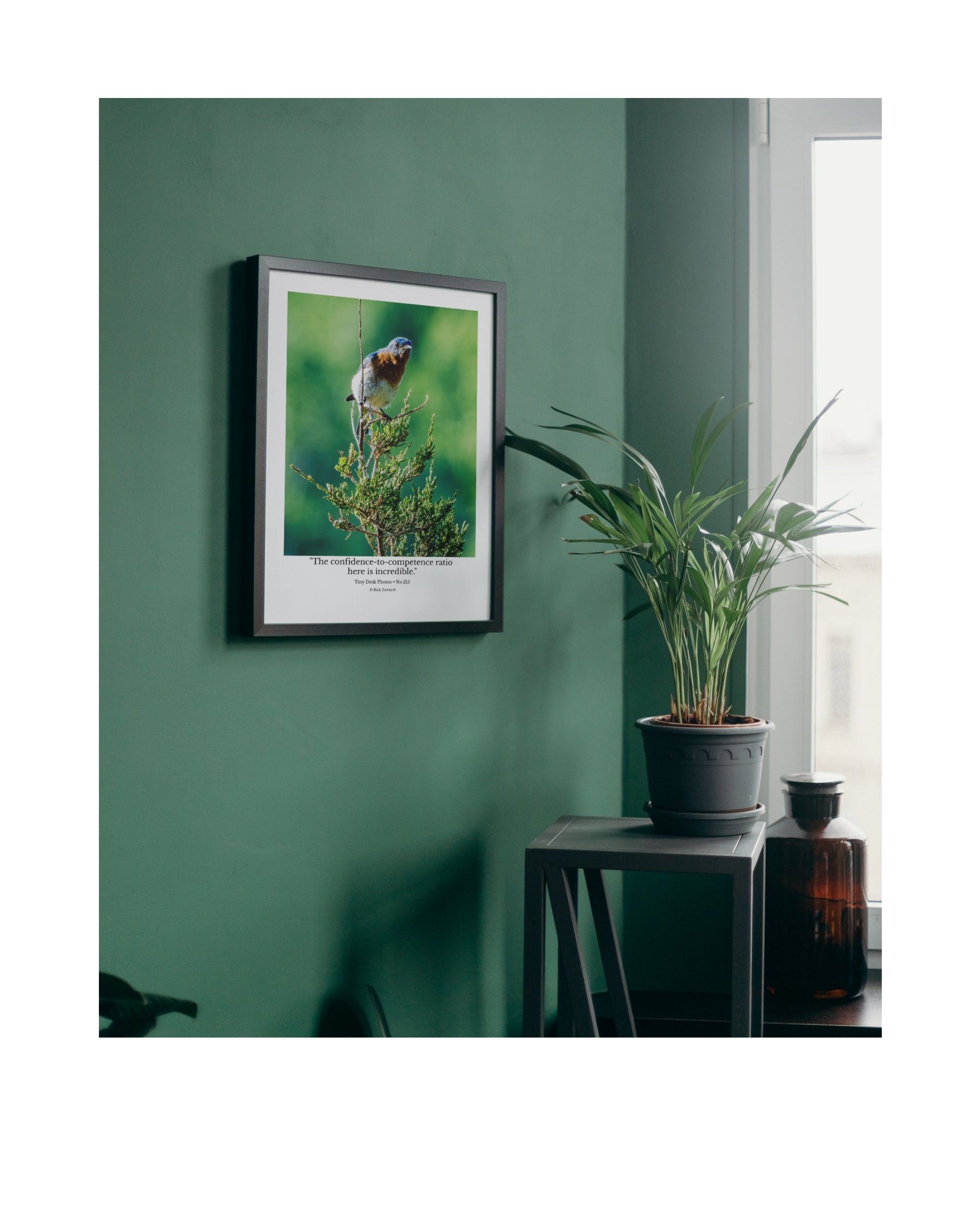 Eastern Bluebird Wildlife Photography Print | Tiny Desk Photos No. 215