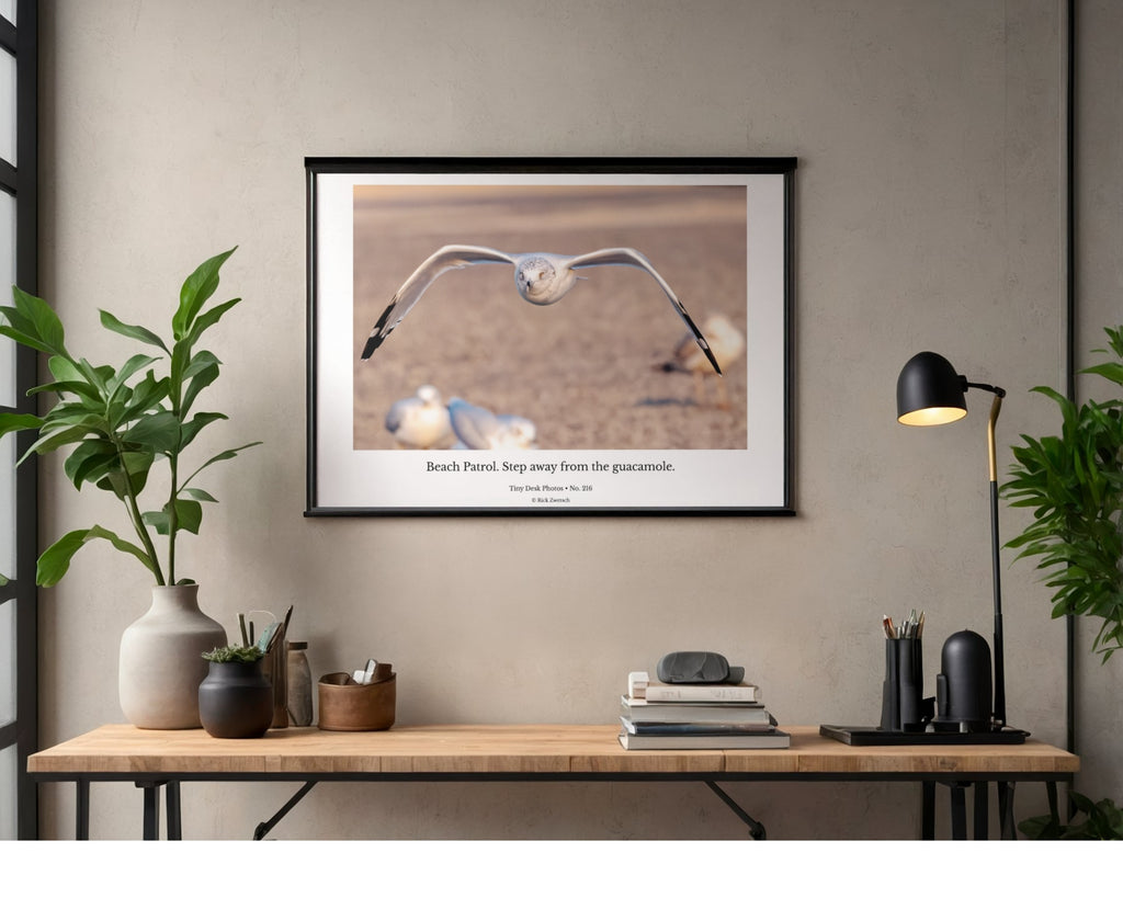 Ring-billed Gull Wildlife Photography Print | Tiny Desk Photos No. 216