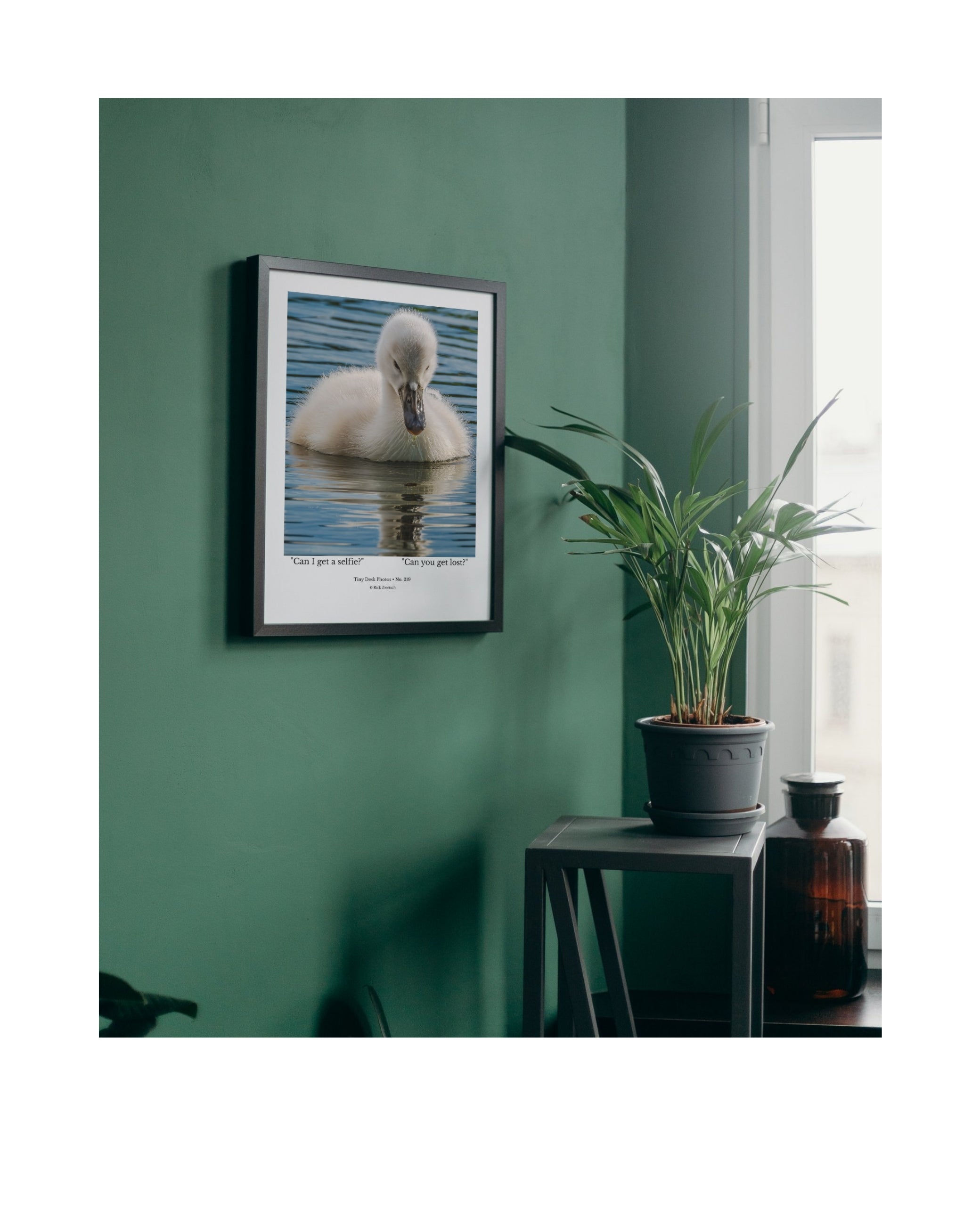 Mute Swan Cygnet Wildlife Photography Print | Tiny Desk Photos No. 219