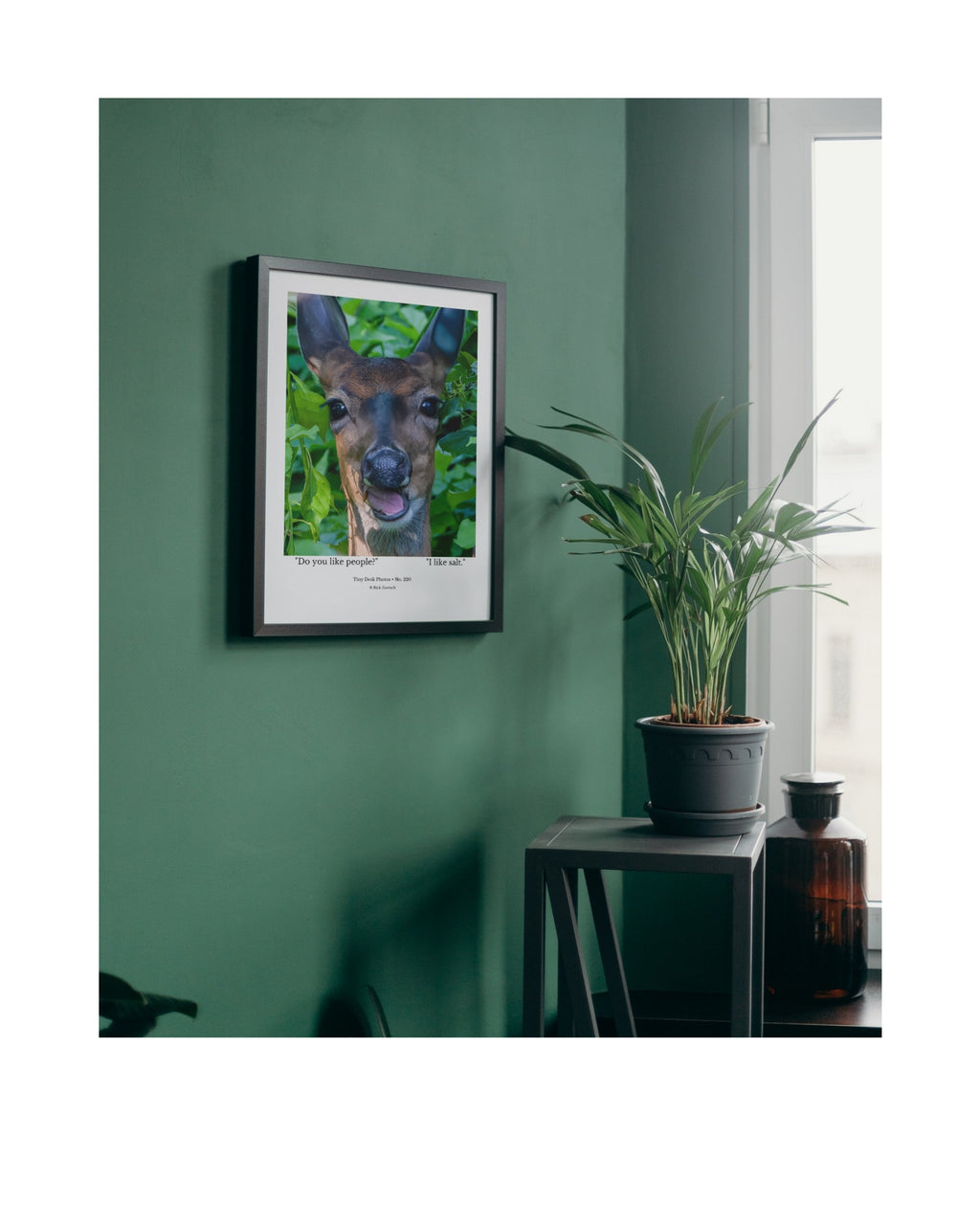 Juvenile White-tailed Deer Wildlife Photography Print | Tiny Desk Photos No. 220