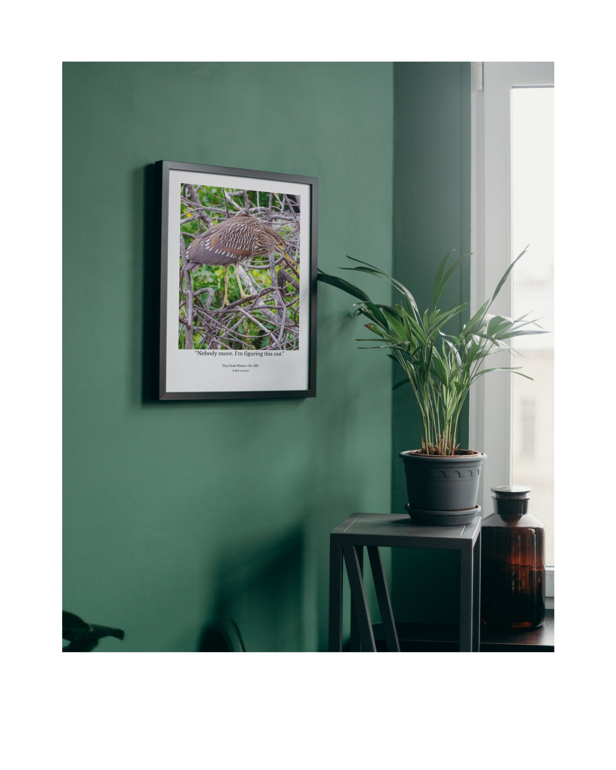 Juvenile Yellow-crowned Night Heron Wildlife Photography Print | Tiny Desk Photos No. 222